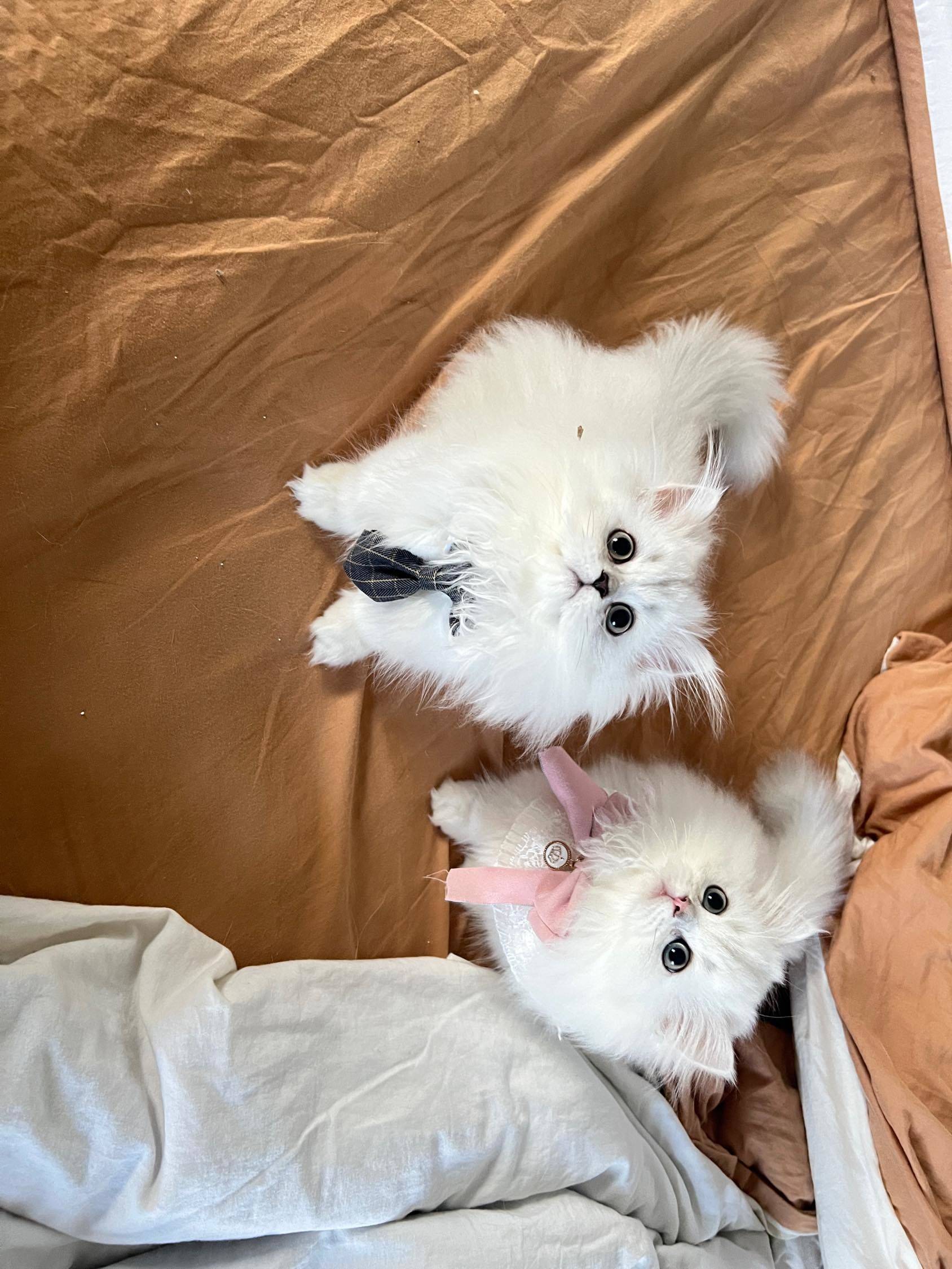 出自己家养的小猫找家长