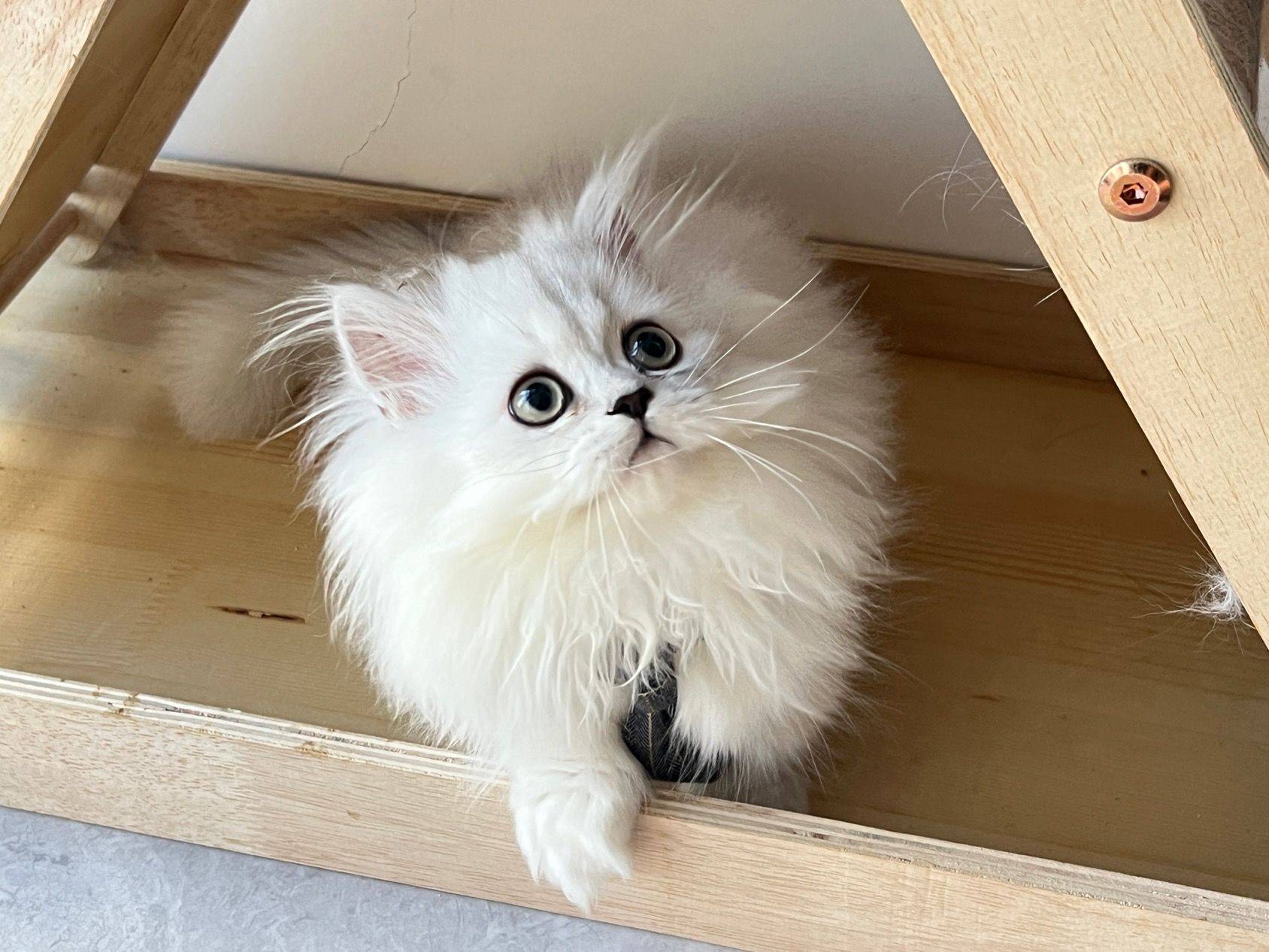 出自己家养的小猫找家长