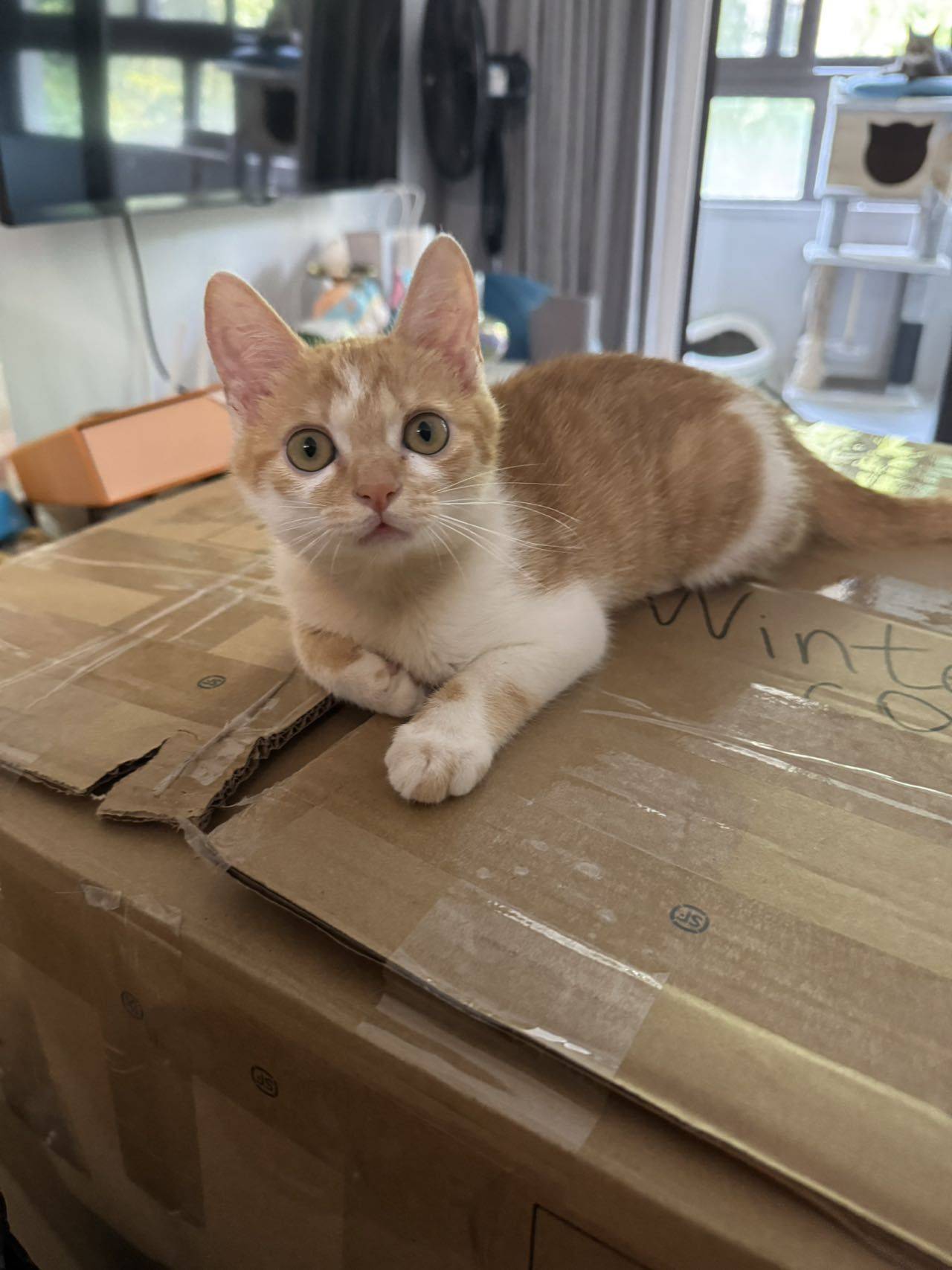 Baby girl #小猫