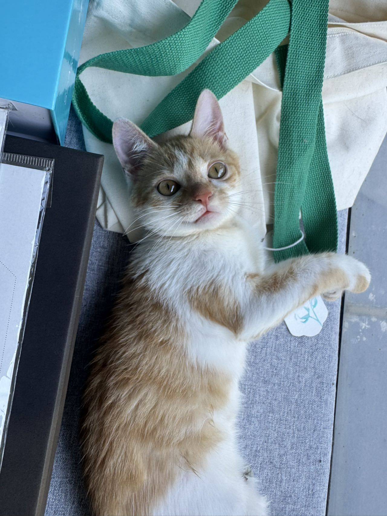 Baby girl #小猫