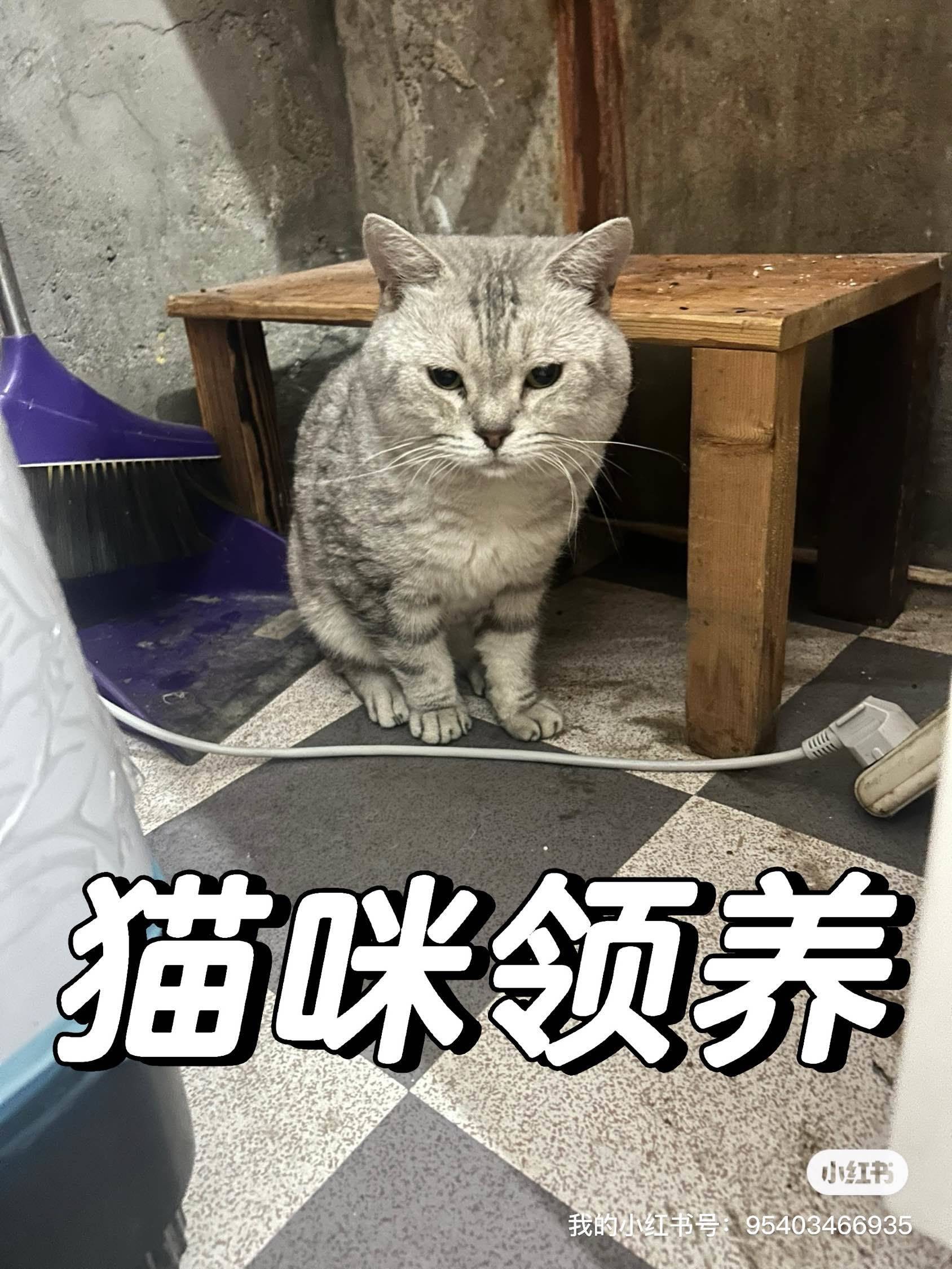 这只小可怜是7月2号我回家的时候跟着我进_0