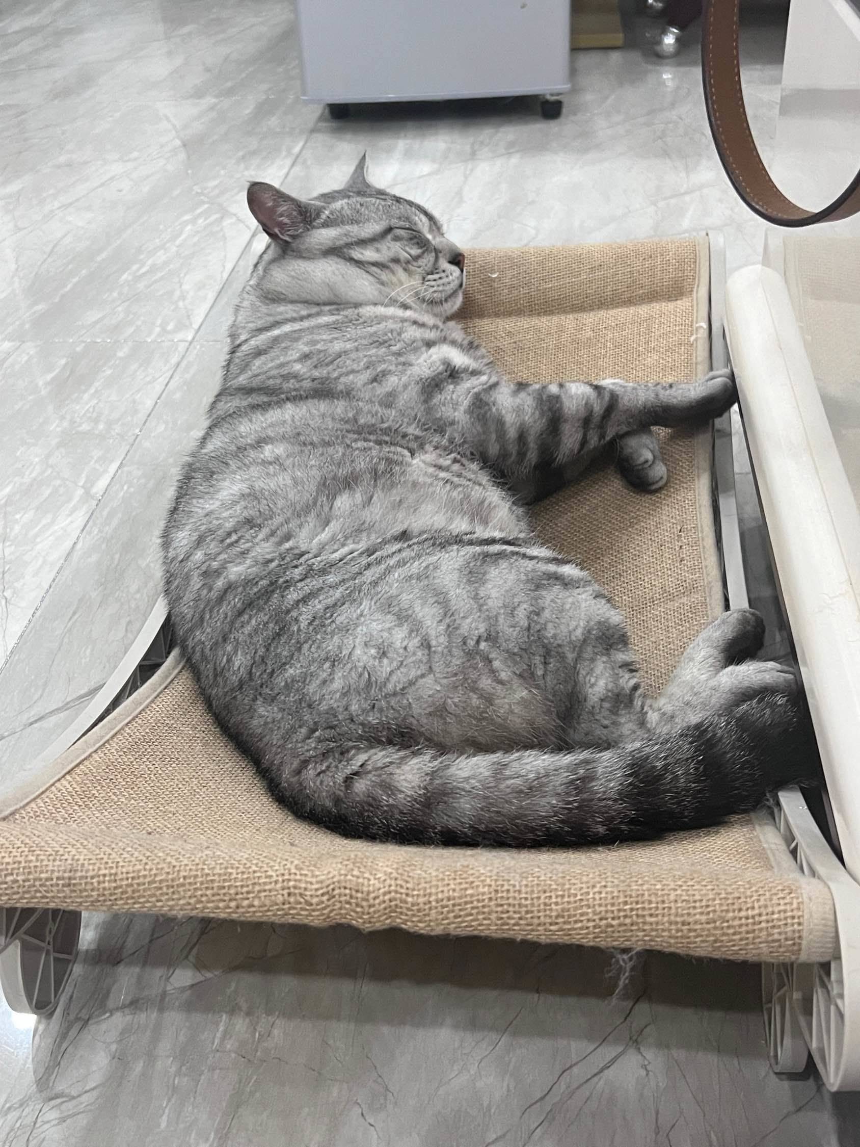 自养，美短，4岁，体重15斤，大胖子一个