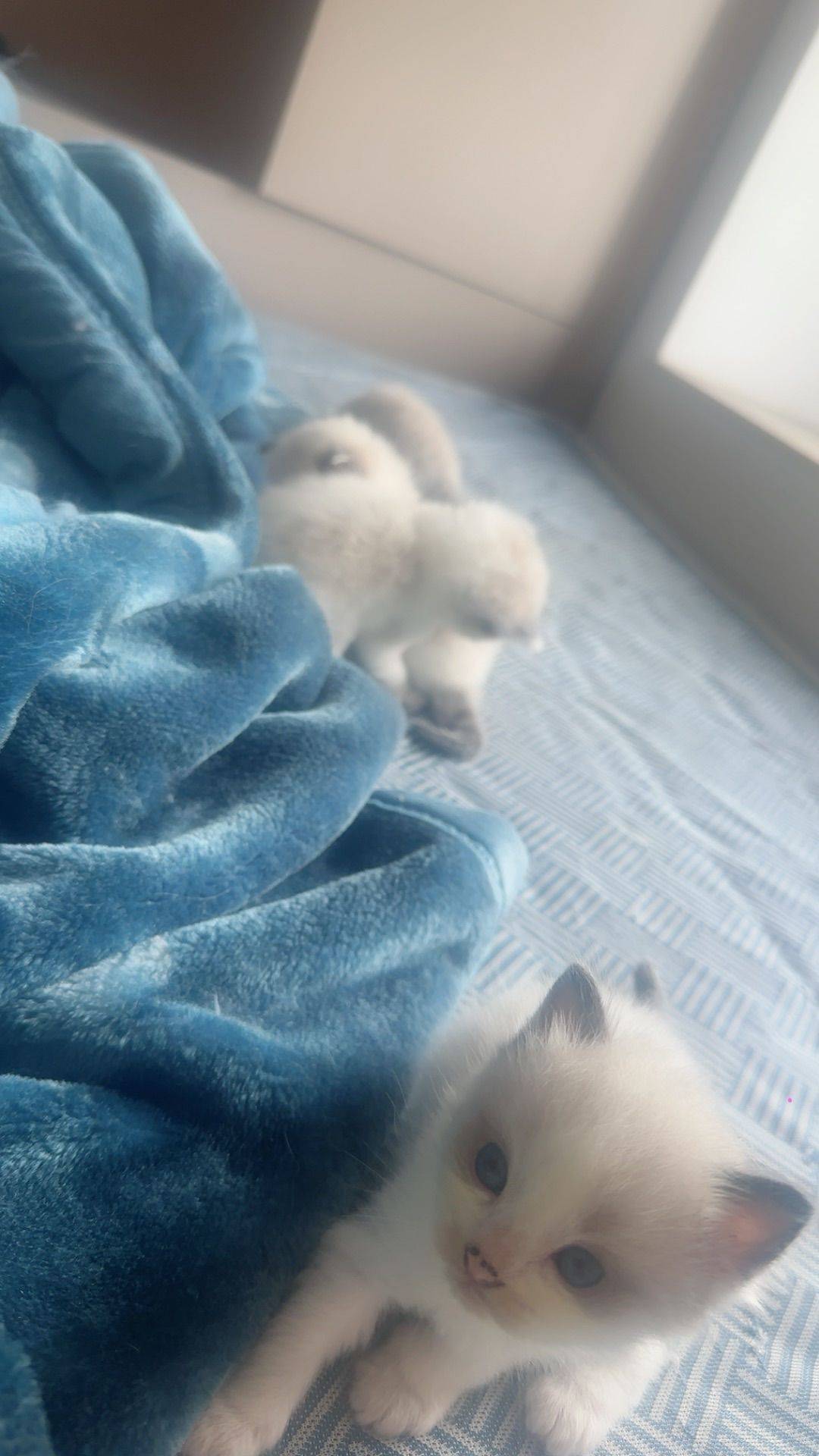 五粉小布偶1个月大，换只宠物小型汪汪哦。