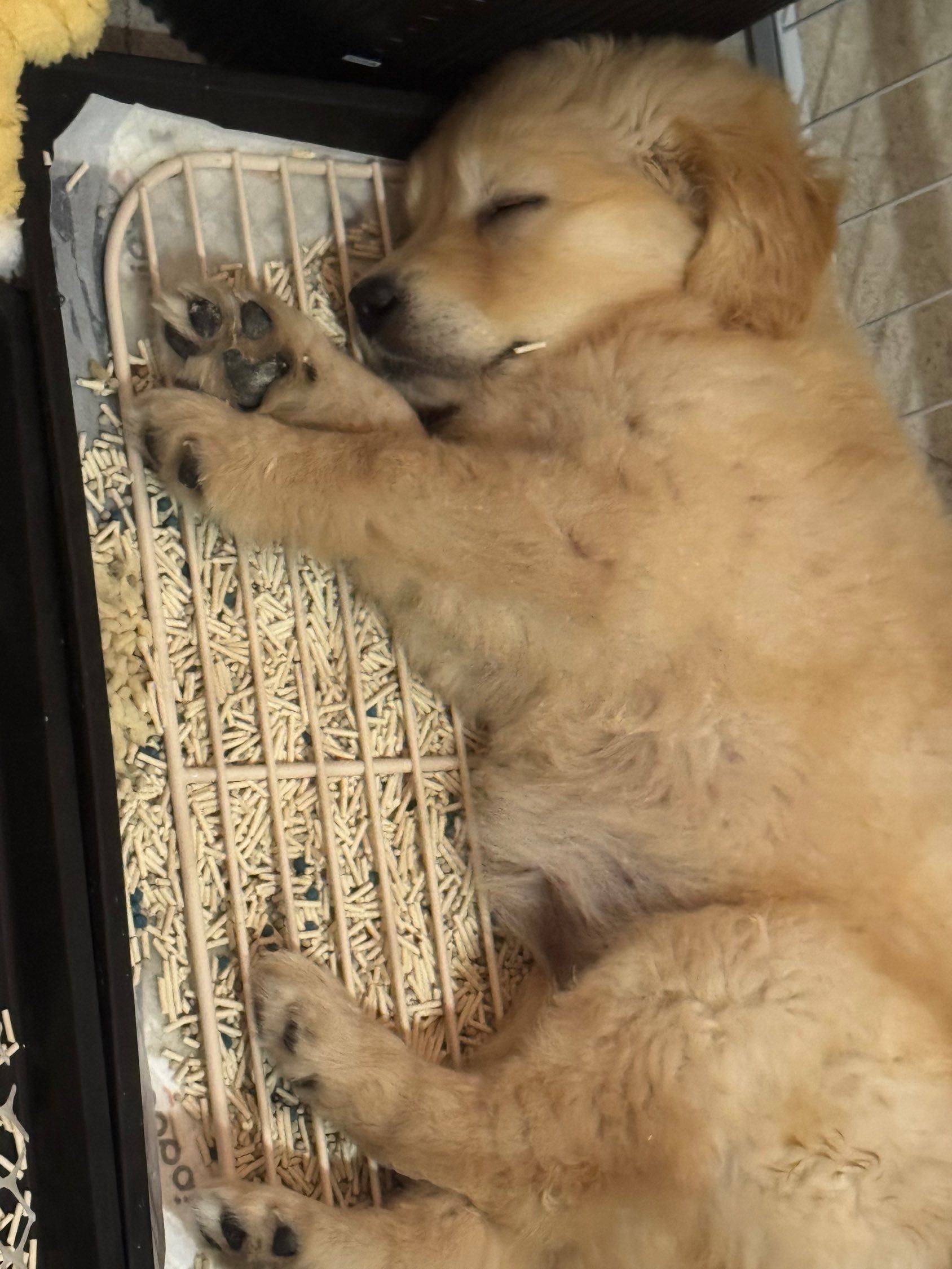 纯种金毛🐶