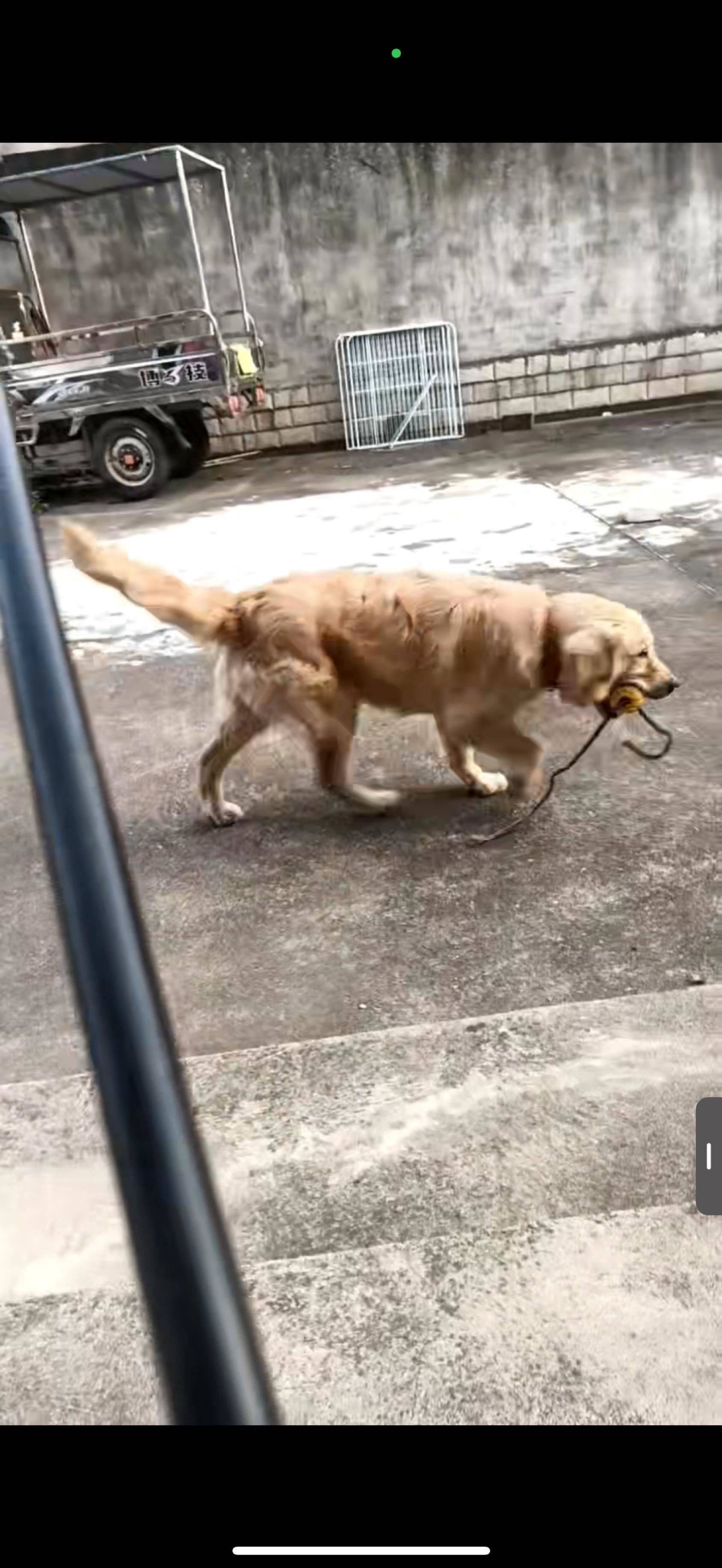 纯种金毛🐶