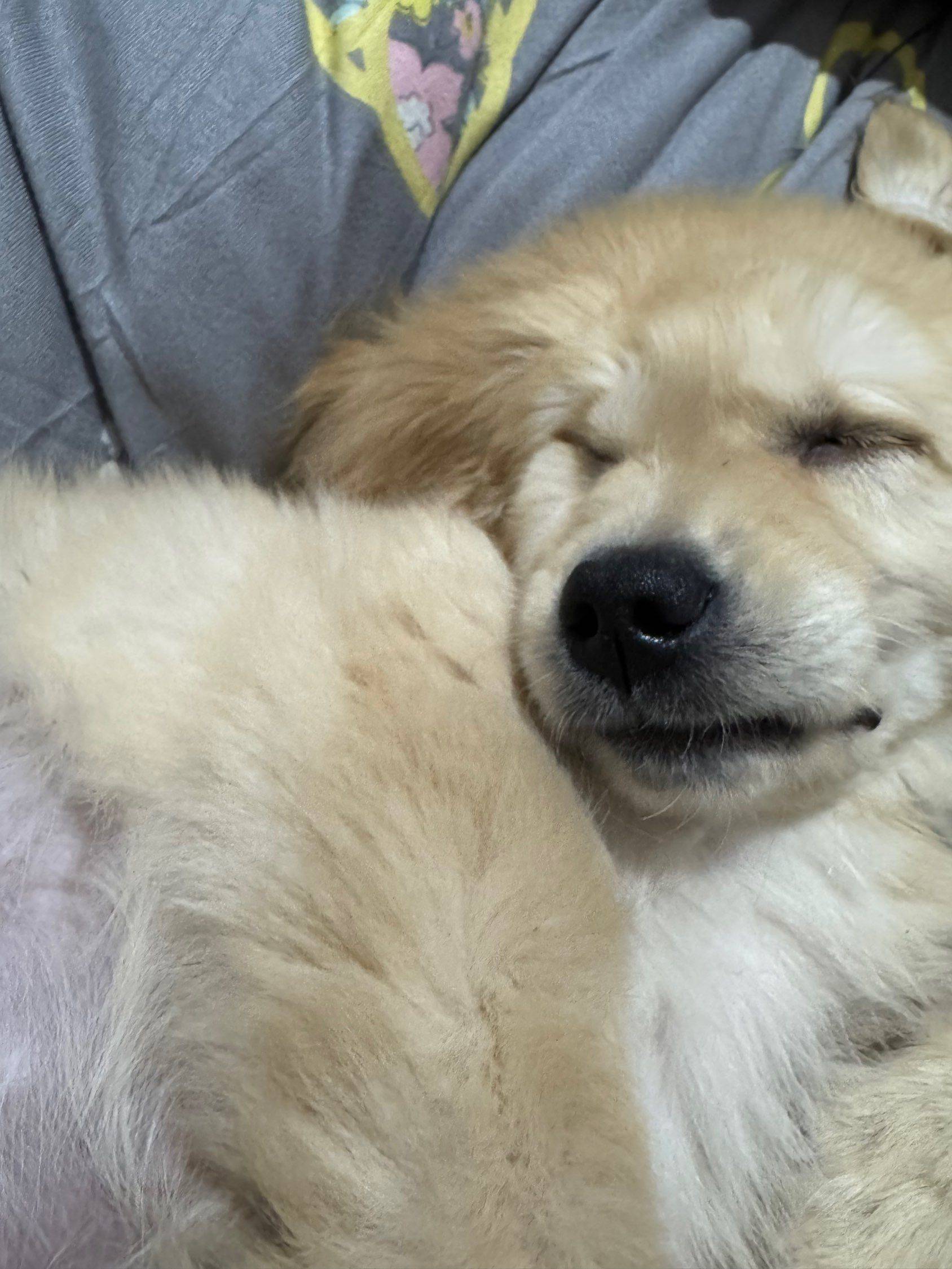 纯种金毛🐶