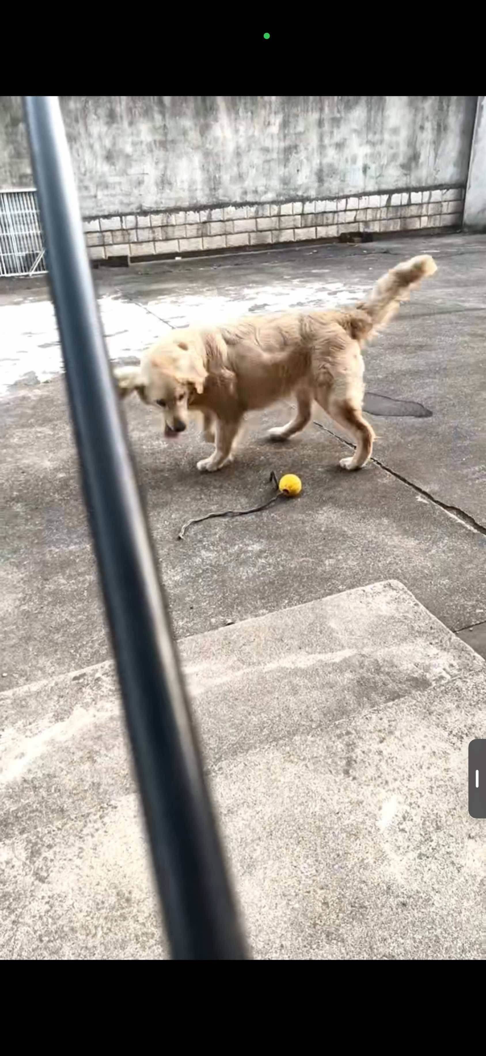 纯种金毛🐶