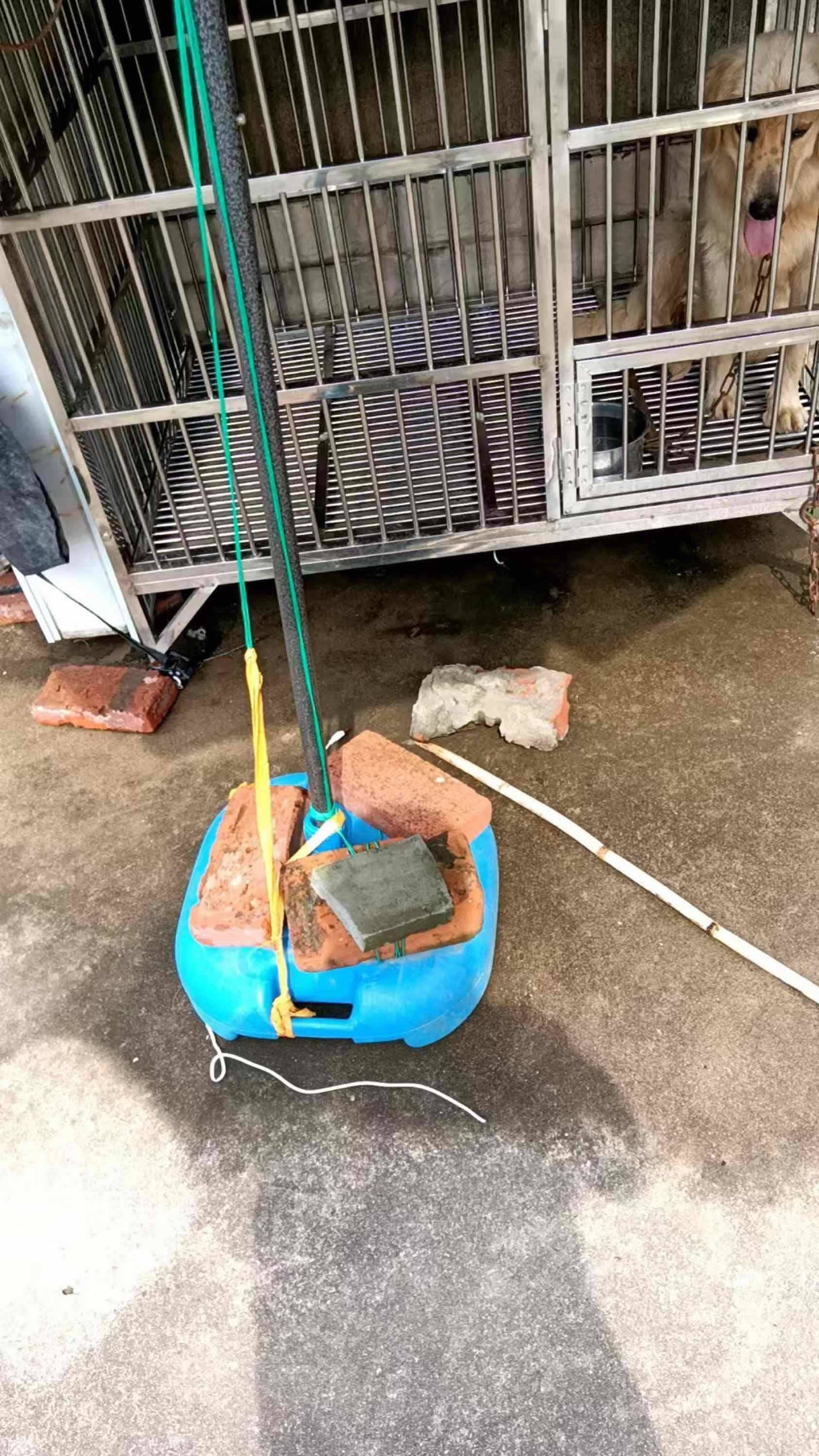 纯种金毛🐶