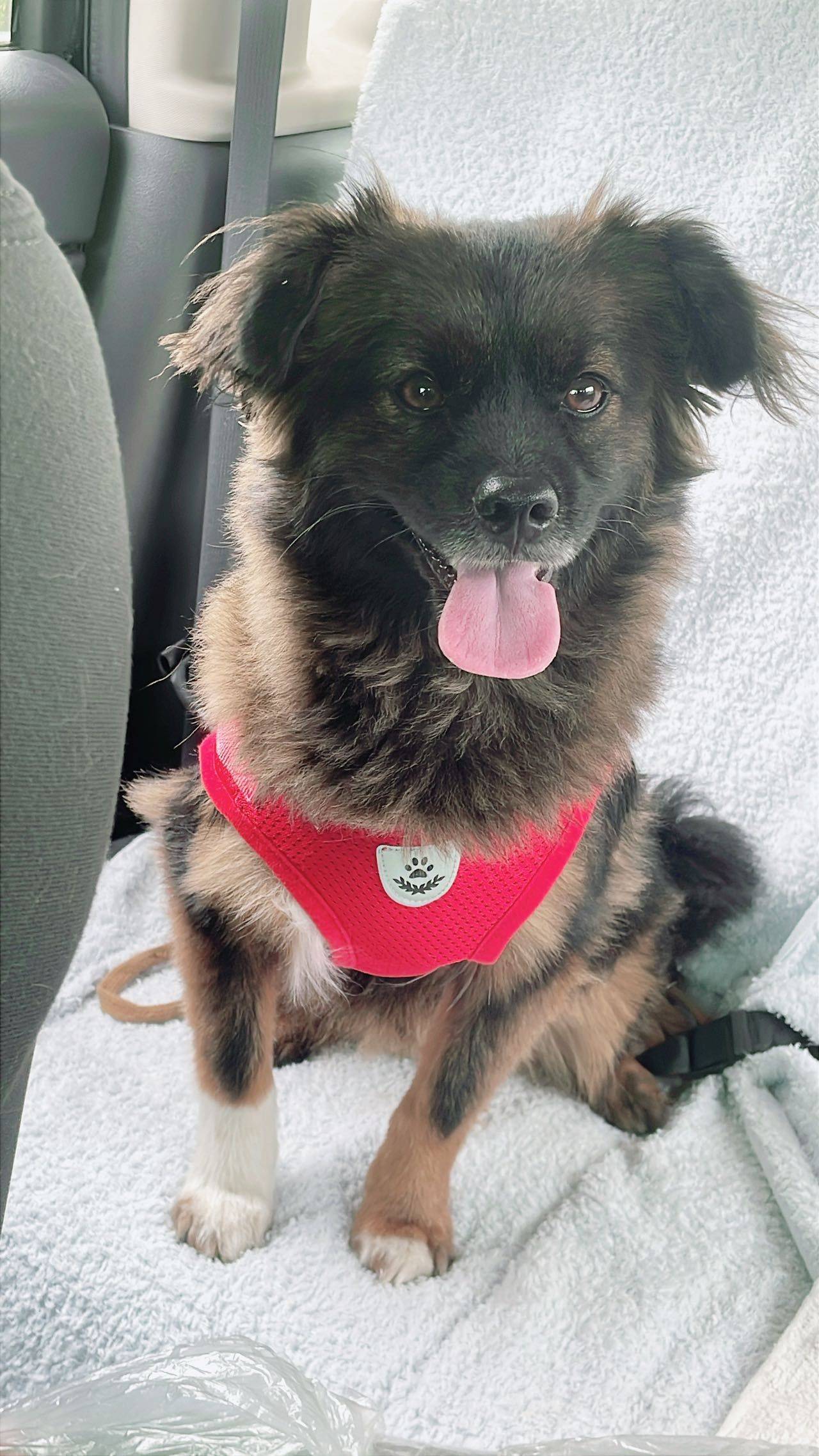黑金中华田园犬 短毛弟弟 约三岁_2