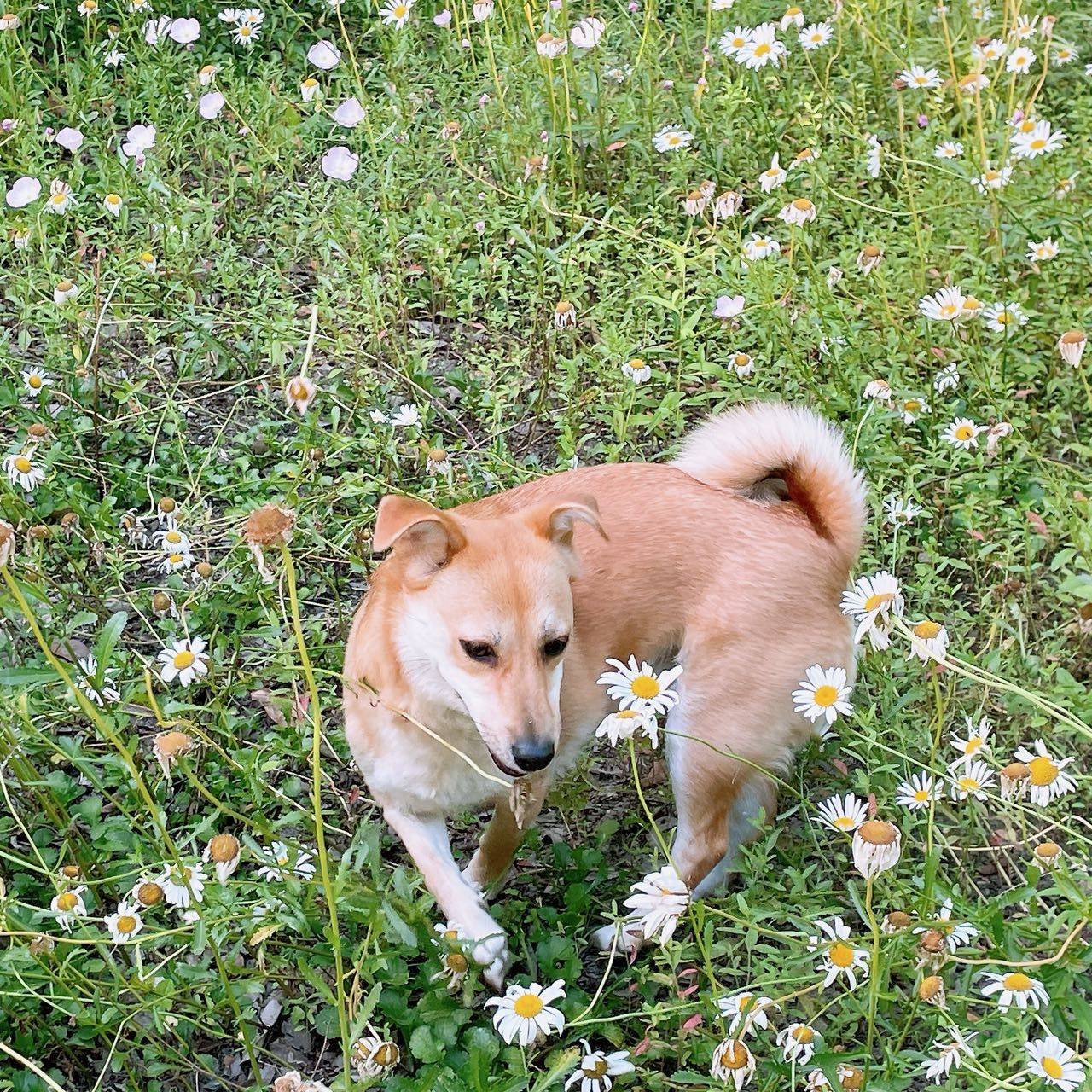 黄狗白面 中华田园犬 短毛妹妹  三岁_2