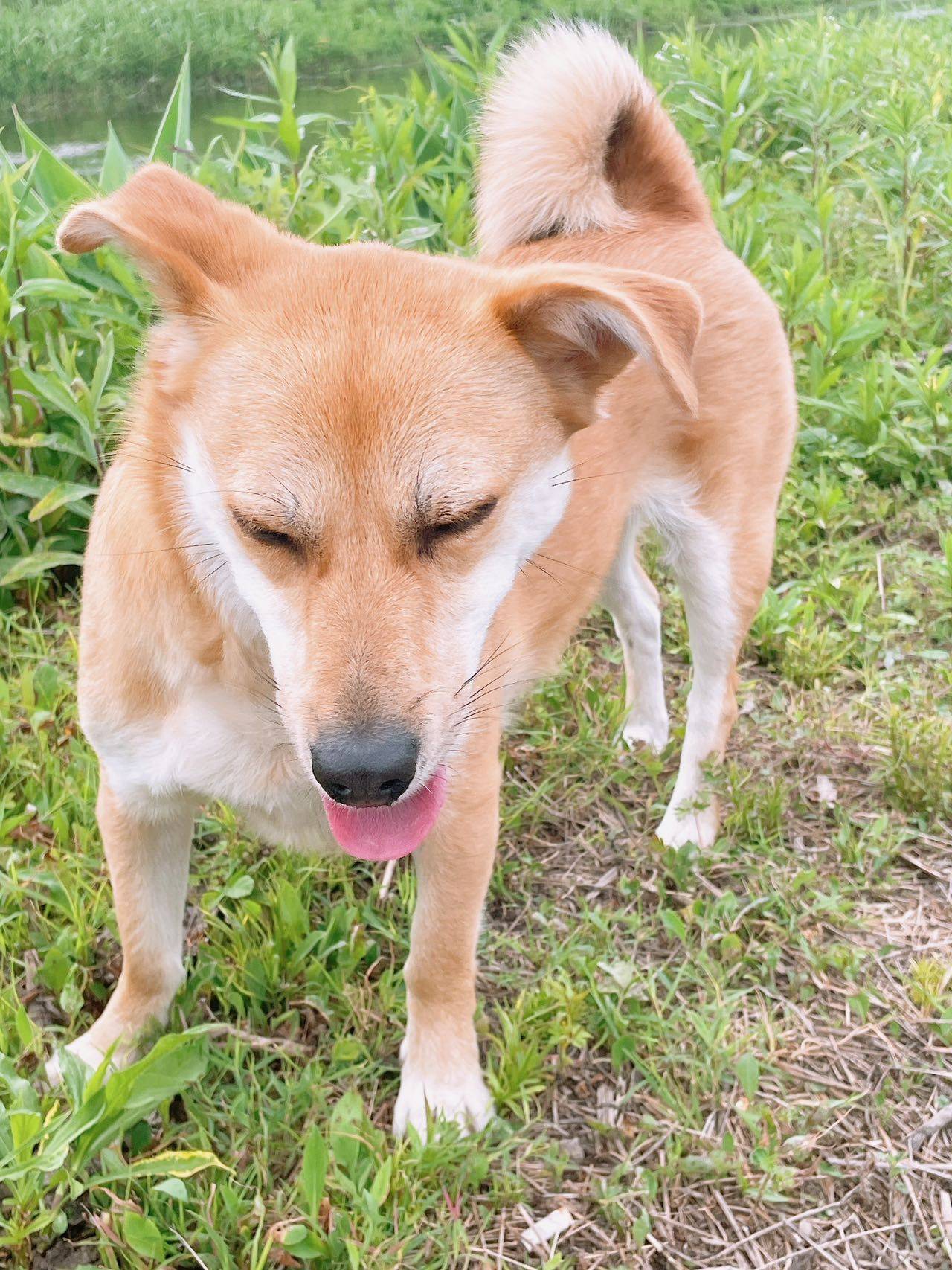 黄狗白面 中华田园犬 短毛妹妹  三岁_3