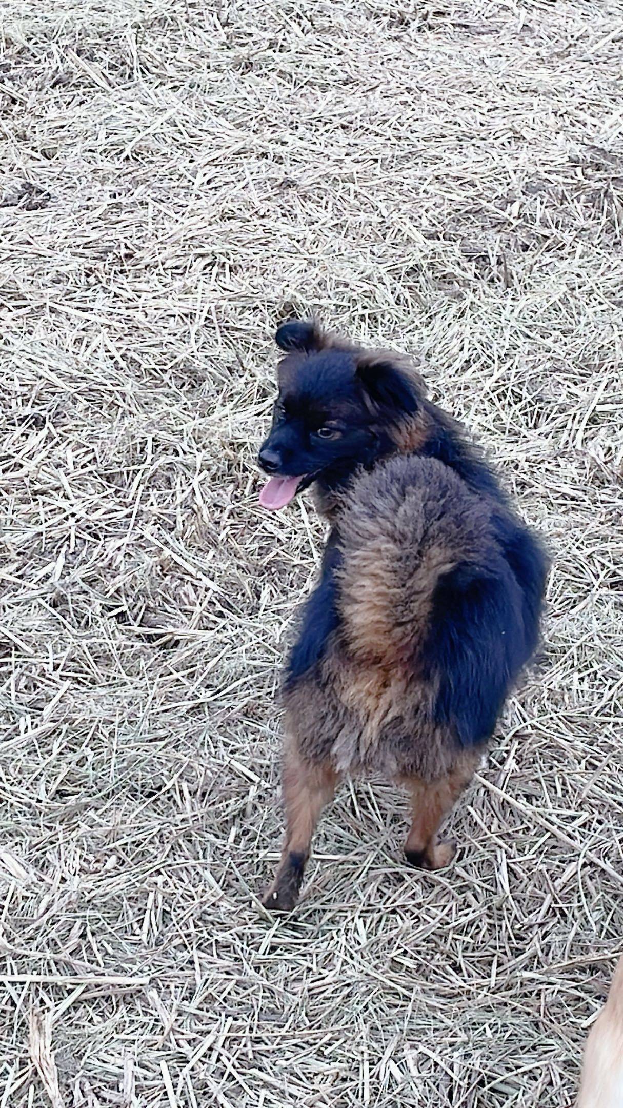 黑金中华田园犬 短毛弟弟 约三岁_1
