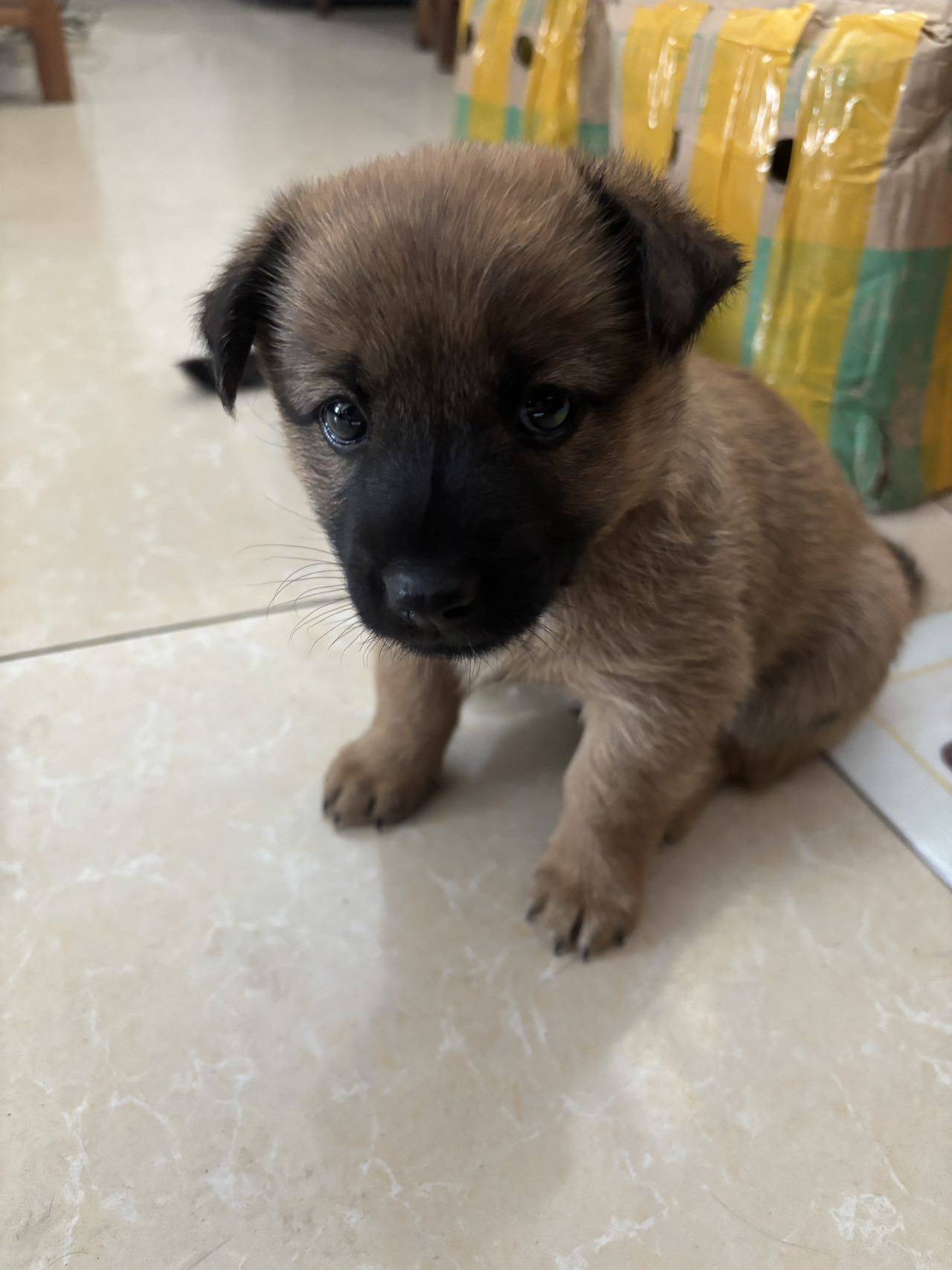 公司附近的流浪狗生的幼犬，6.3出生，一_2