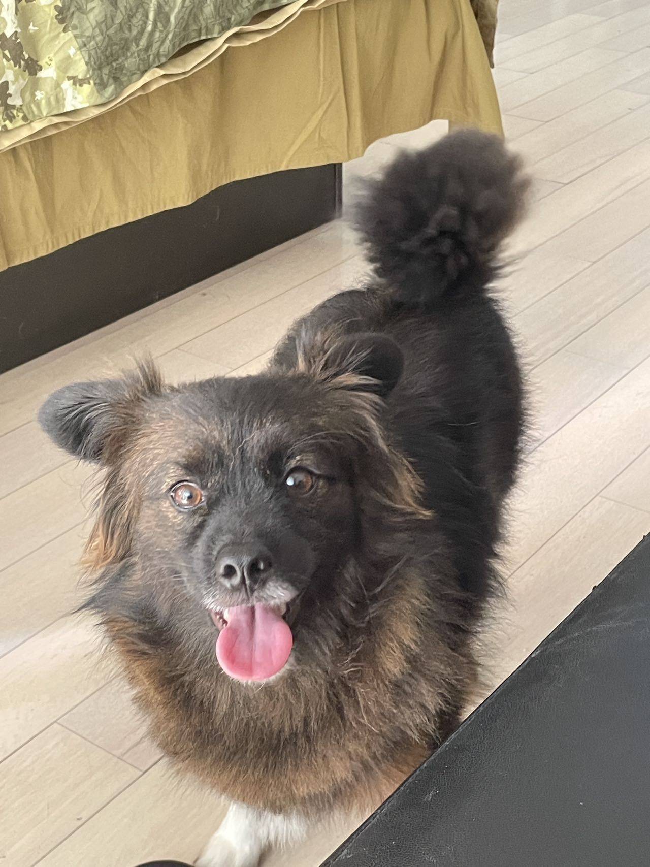 黑金中华田园犬 短毛弟弟 约三岁_3