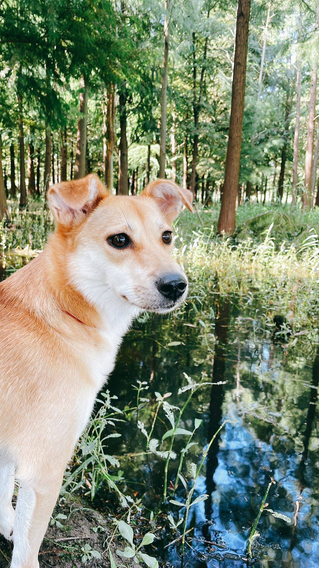 黄狗白面 中华田园犬 短毛妹妹  三岁_1