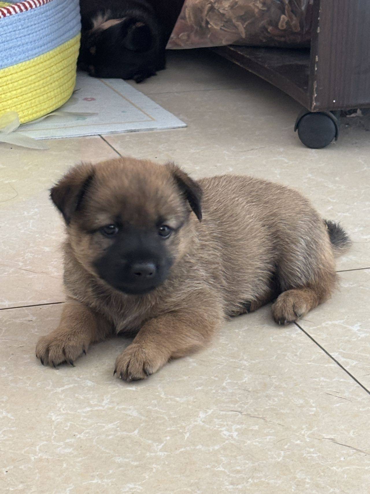 公司附近的流浪狗生的幼犬，6.3出生，一_0