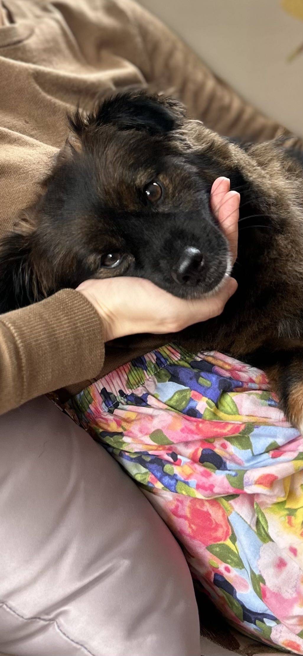 黑金中华田园犬 短毛弟弟 约三岁_4