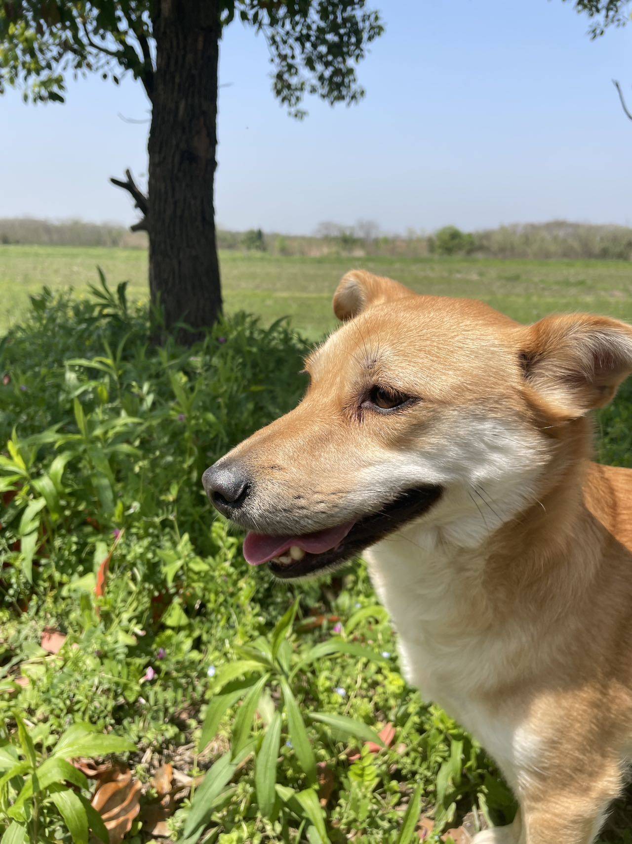 黄狗白面 中华田园犬 短毛妹妹  三岁_4