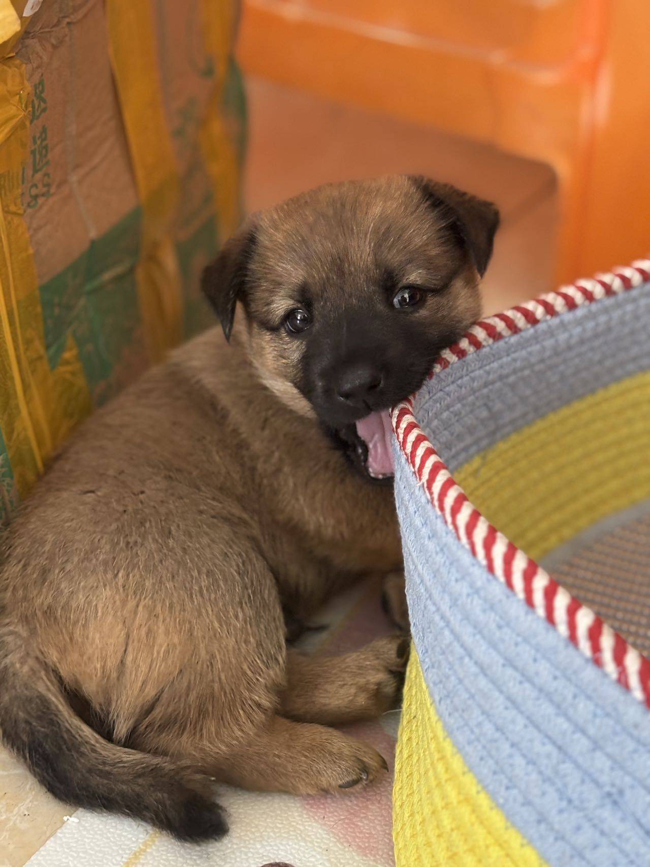 公司附近的流浪狗生的幼犬，6.3出生，一_1