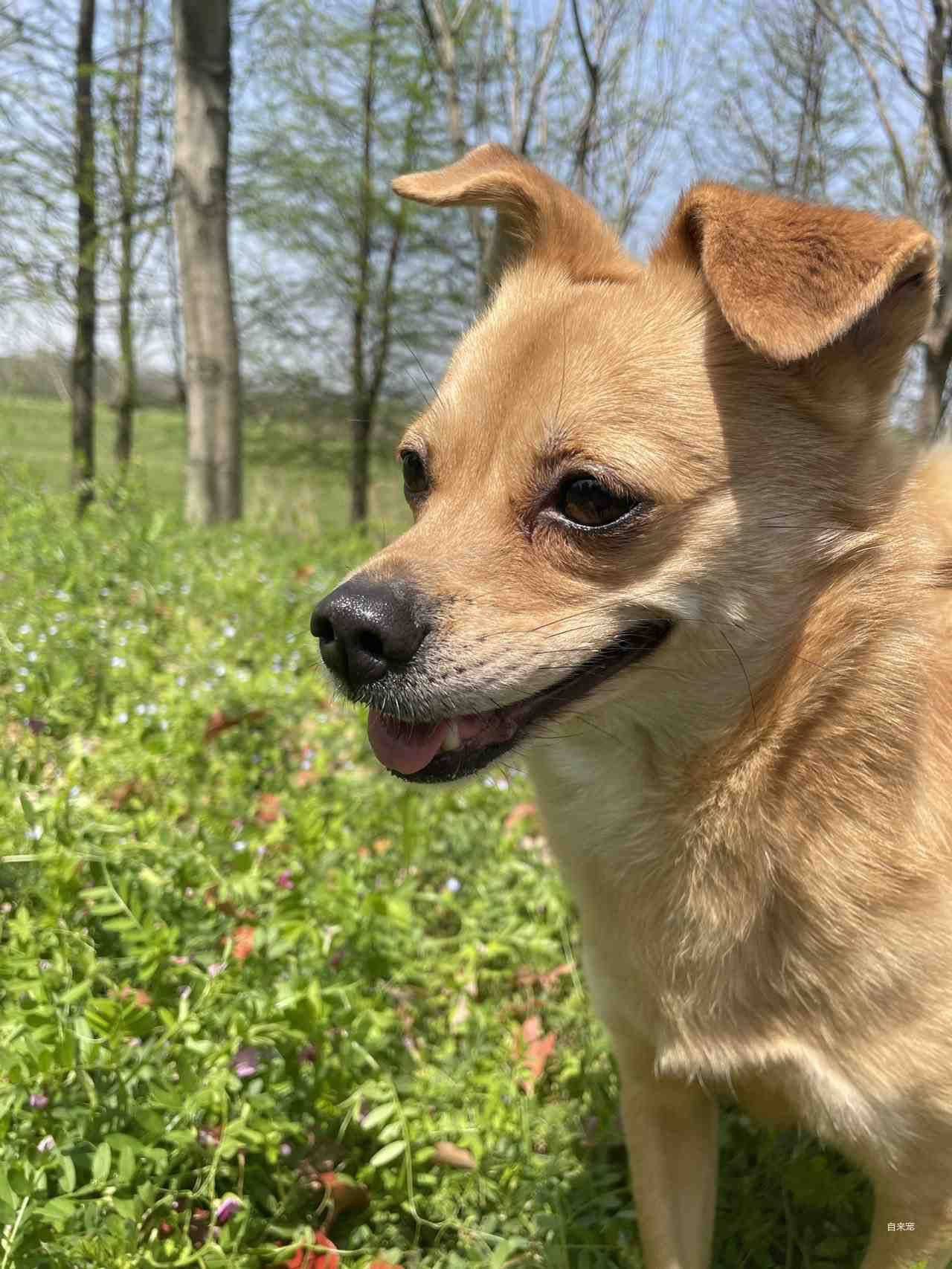 黄狗白面 中华田园犬 短毛 四岁_1