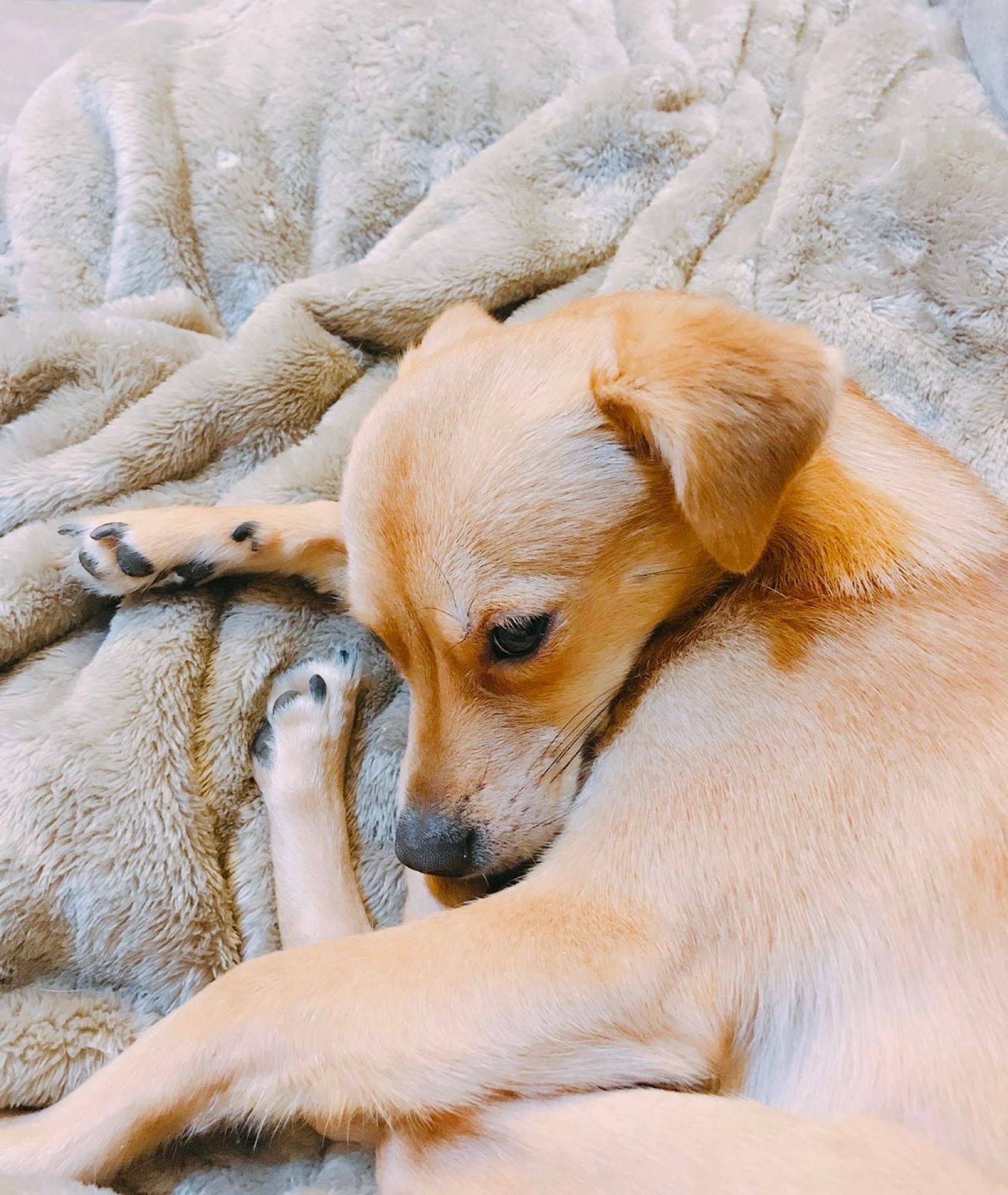 黄狗白面 中华田园犬 短毛 四岁_0