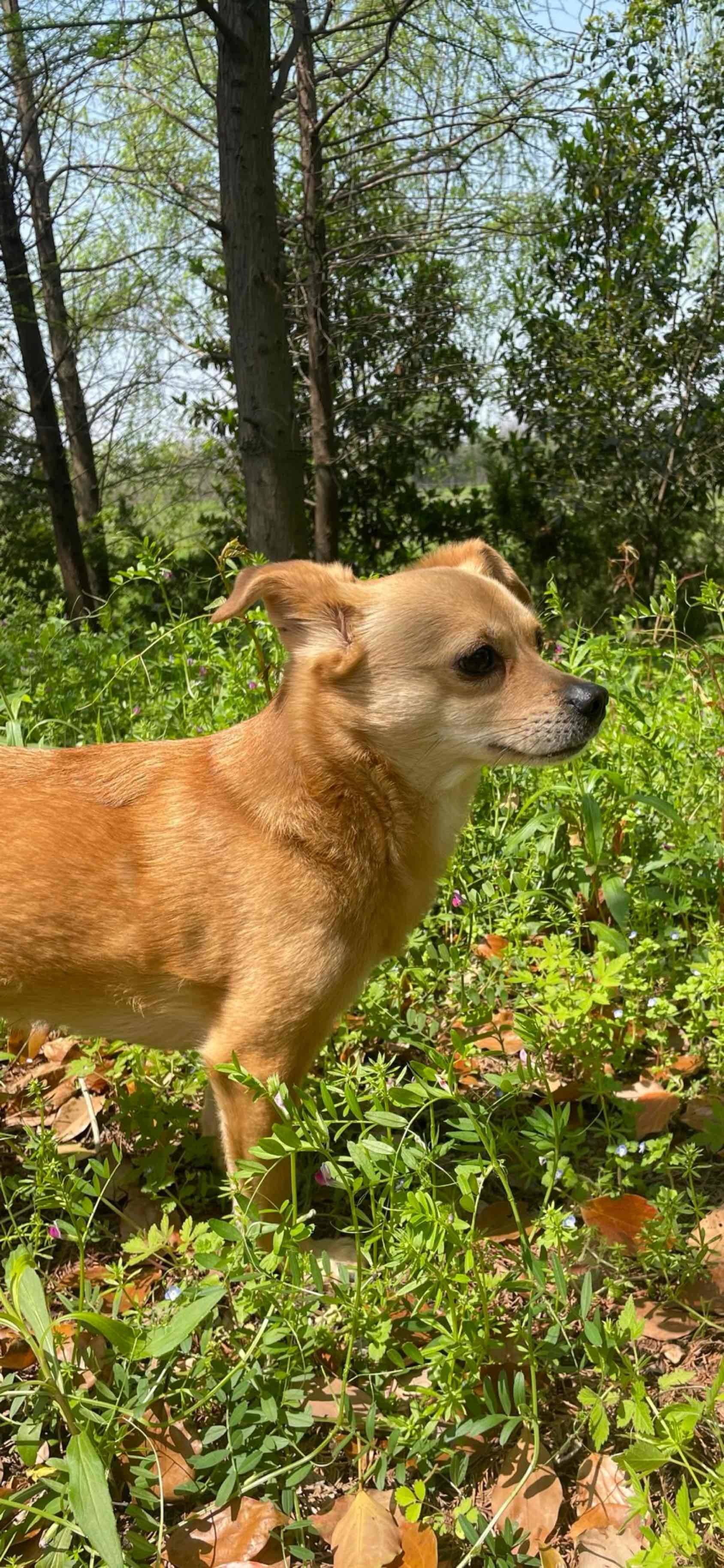 黄狗白面 中华田园犬 短毛 四岁_3