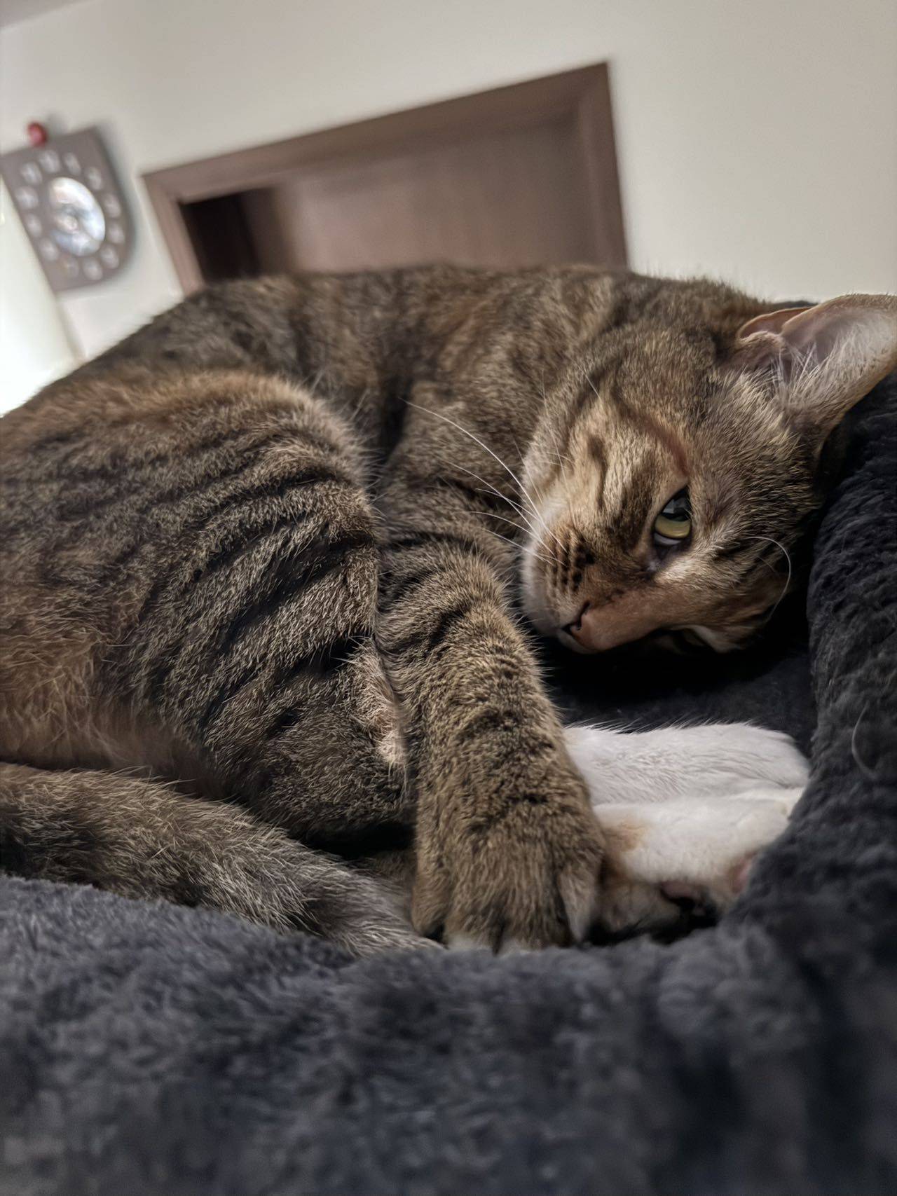 #小猫 #妹妹_2