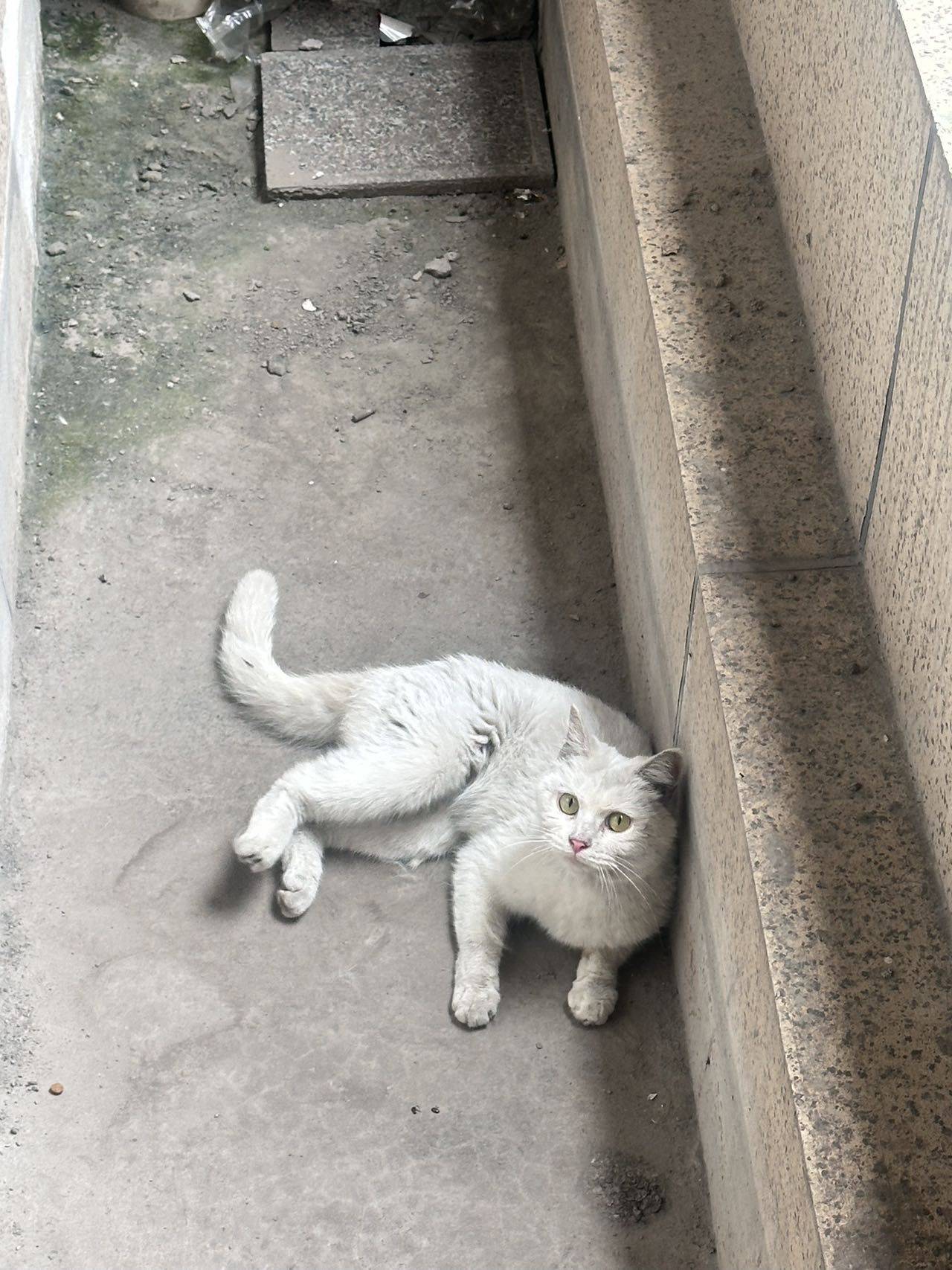 超乖小白找领养