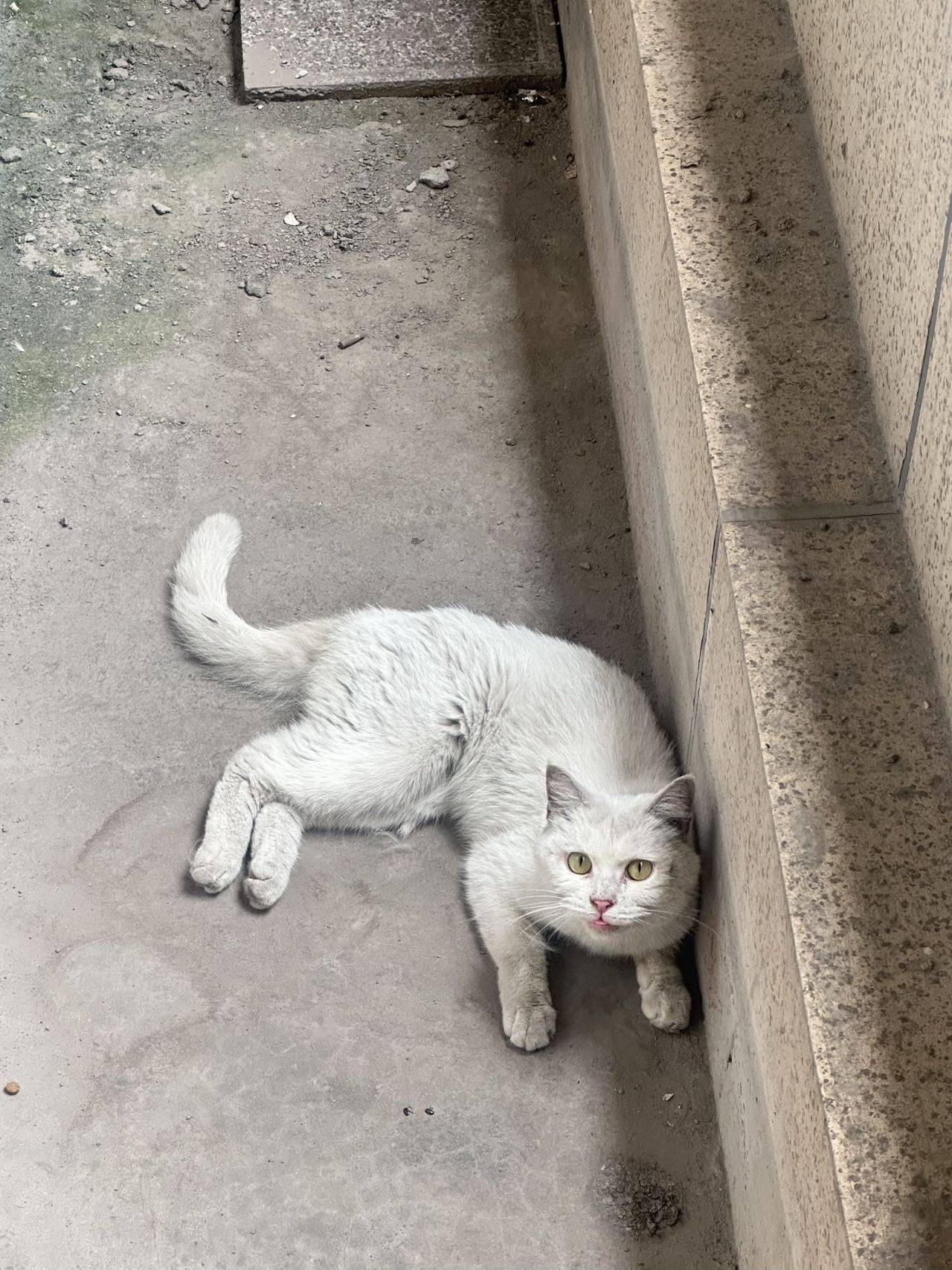 超乖小白找领养