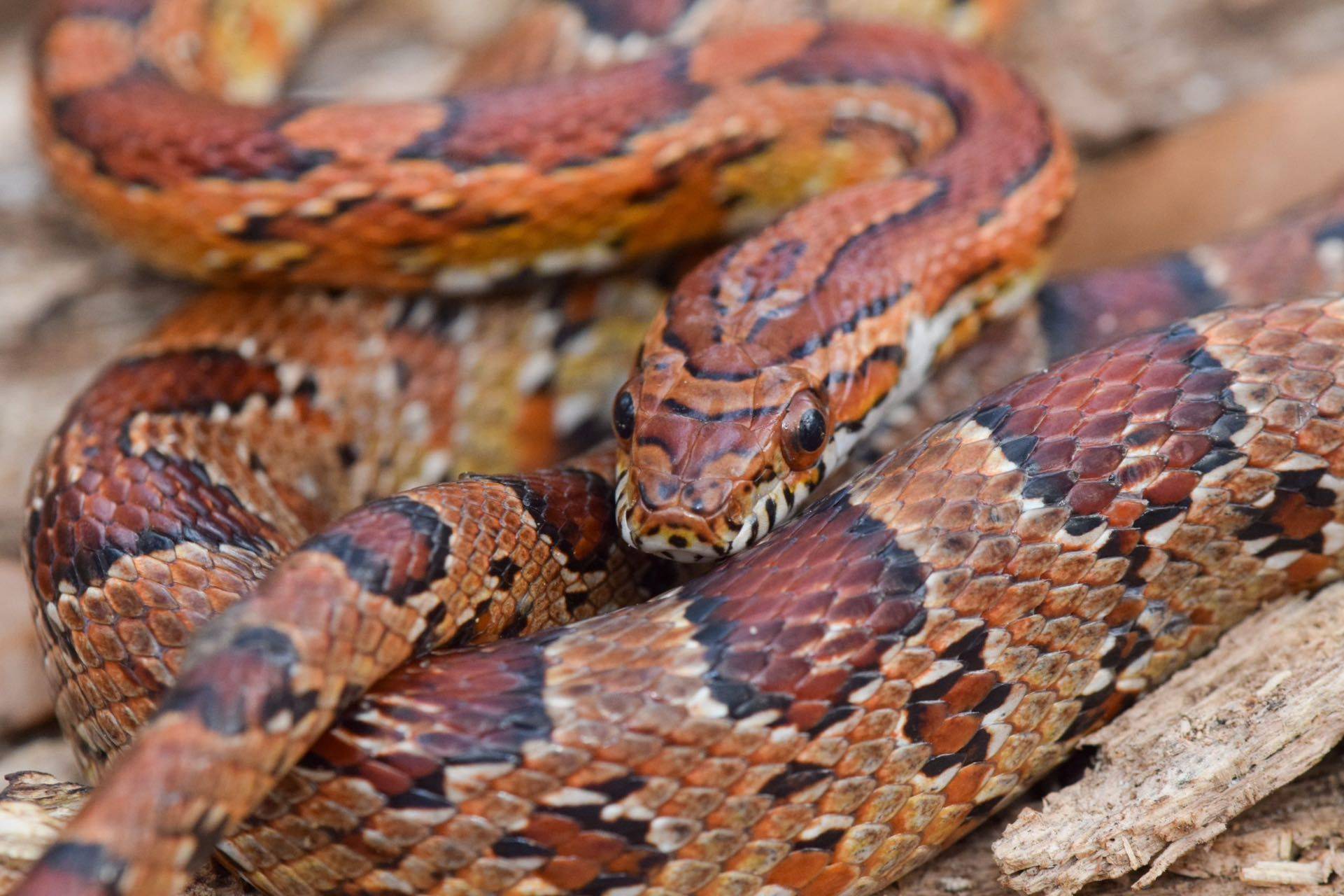 Adopt Fuego!! 🐍