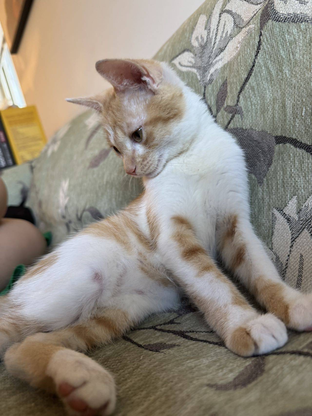 小猫 妹妹 baby girl