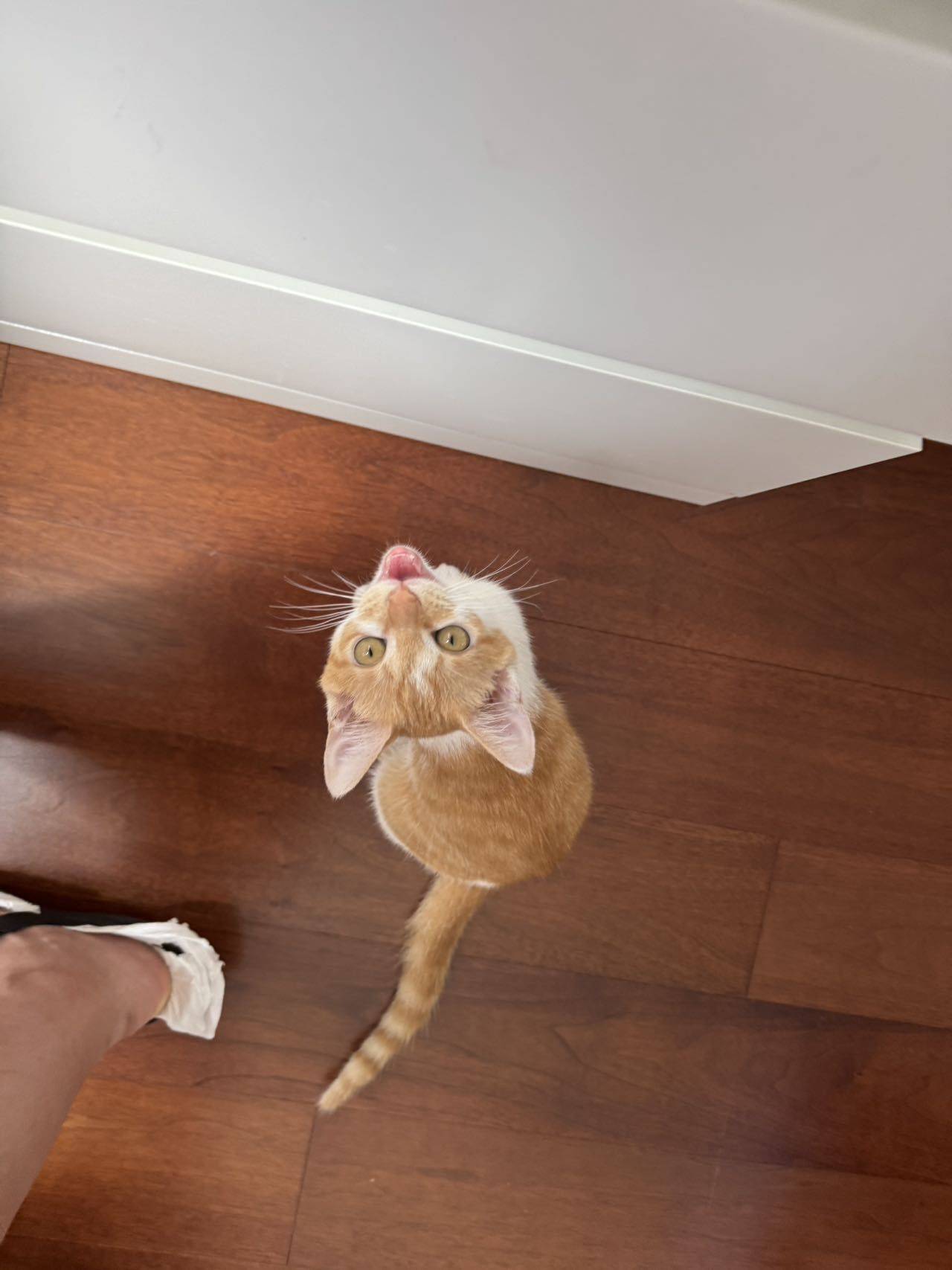Baby girl #小猫
