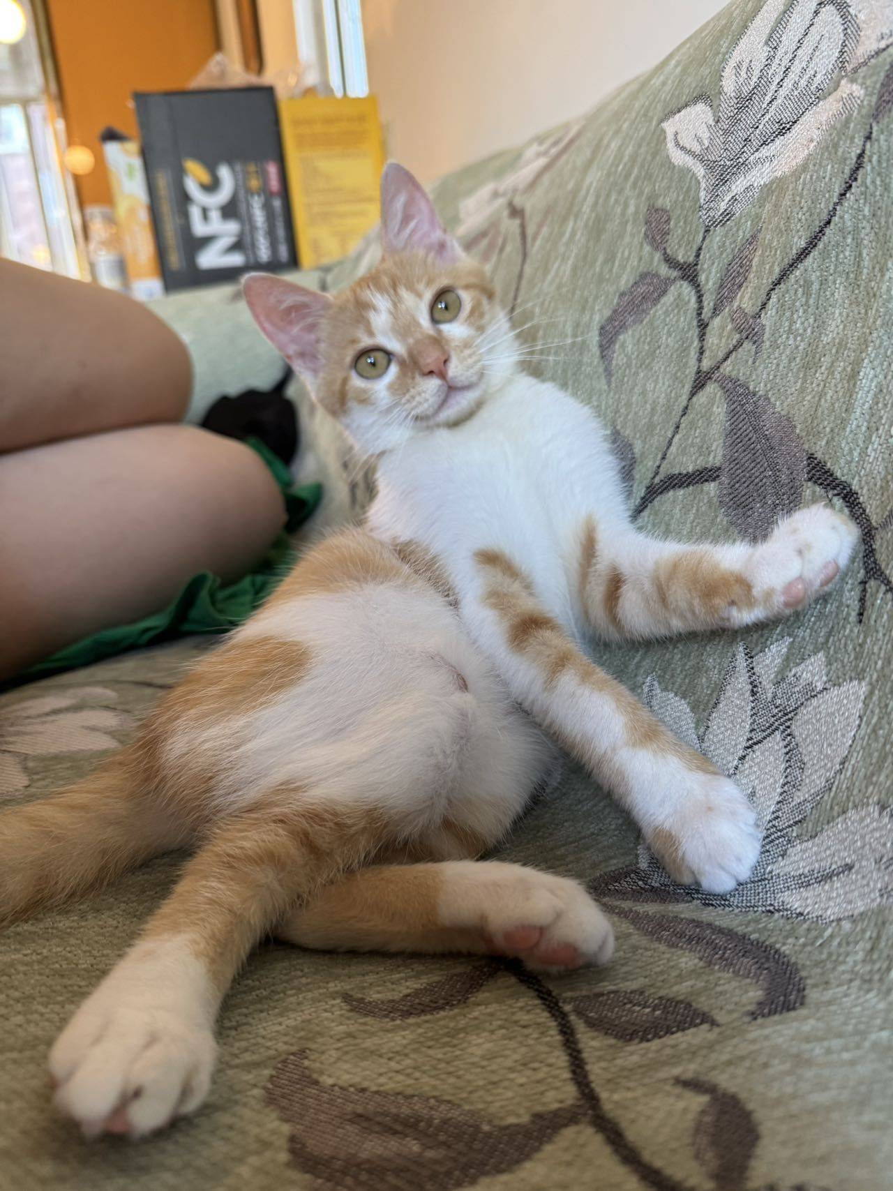 小猫 妹妹 baby girl