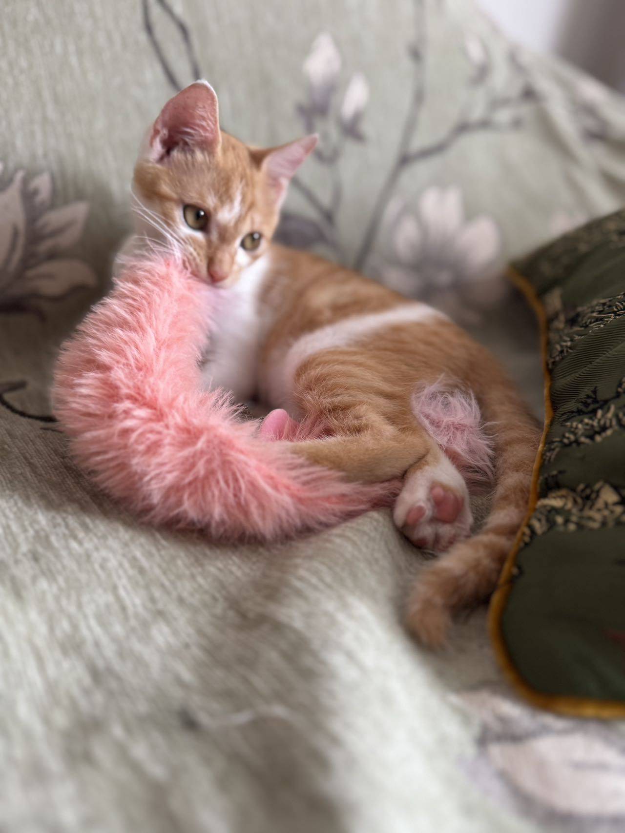 小猫 妹妹 baby girl
