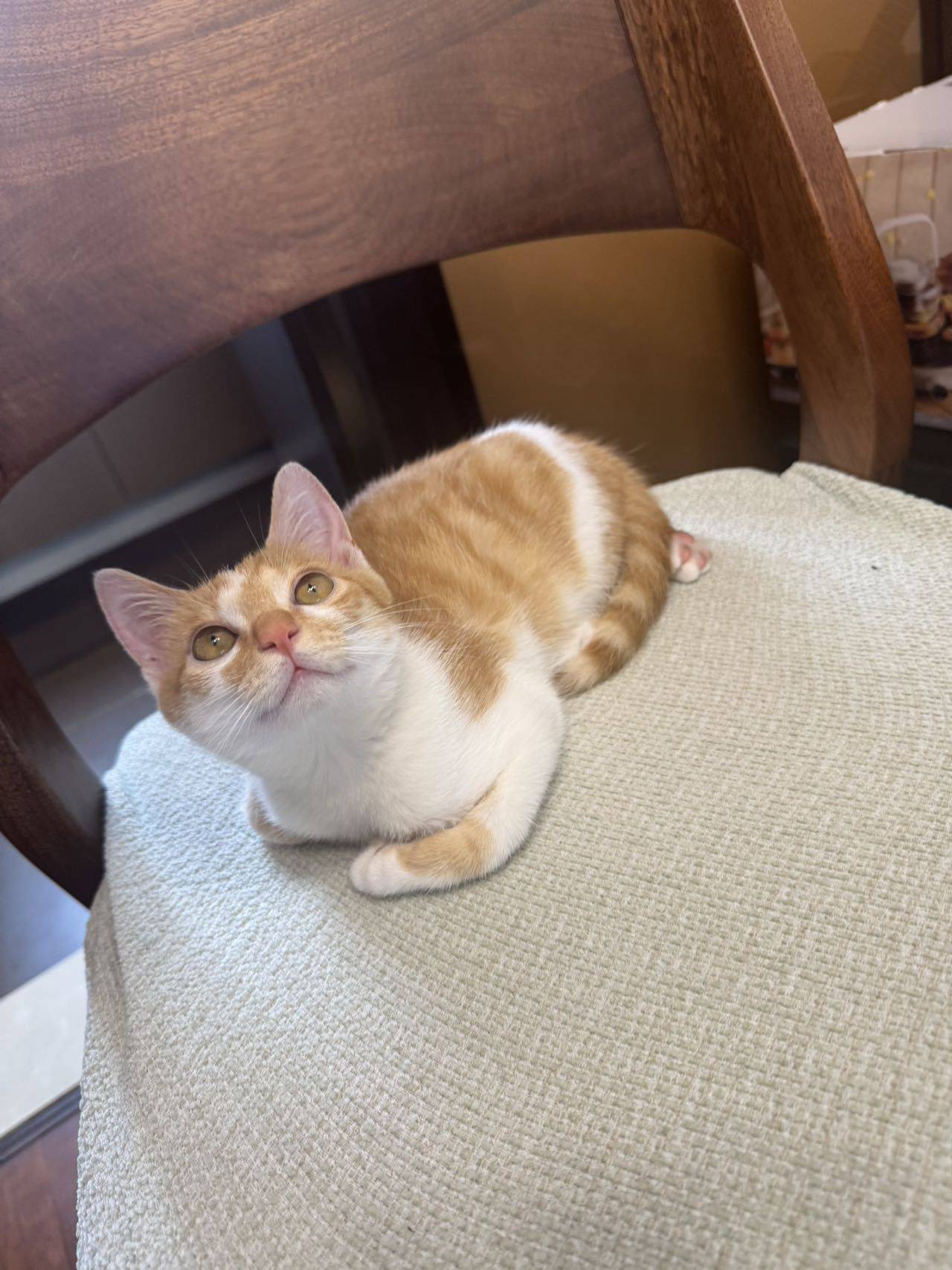 小猫 妹妹 baby girl