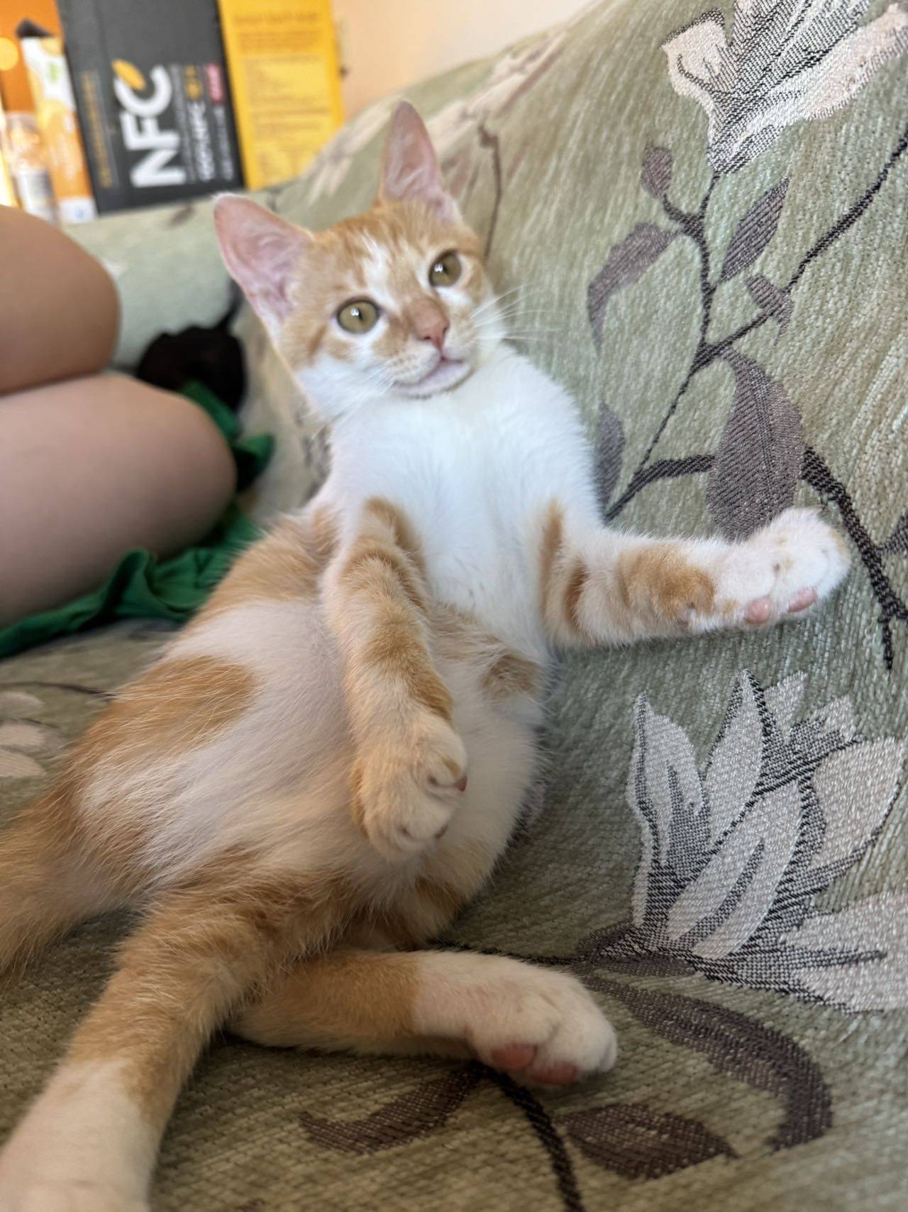 小猫 妹妹 baby girl