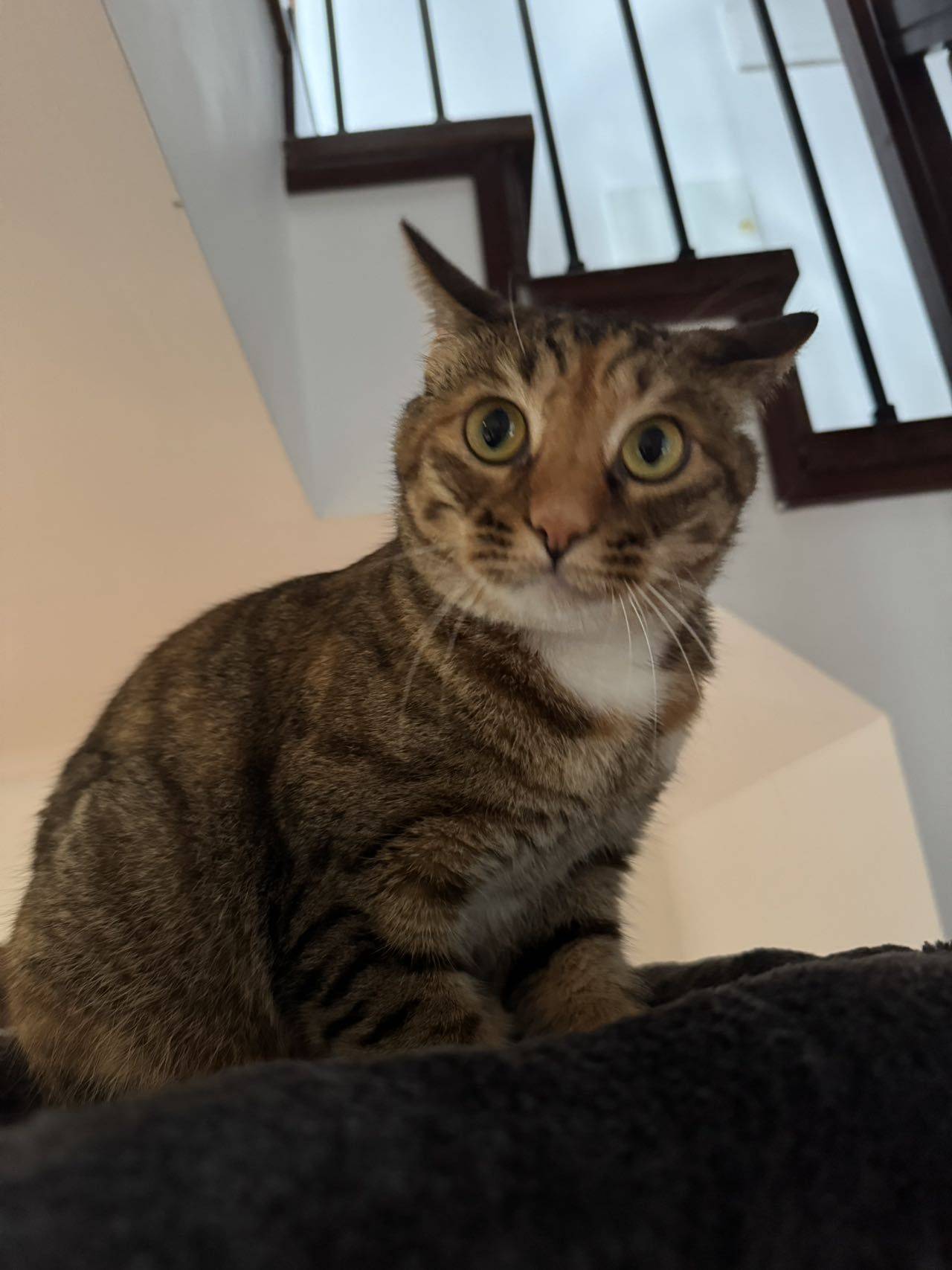 小猫 妹妹 girl kitty _2