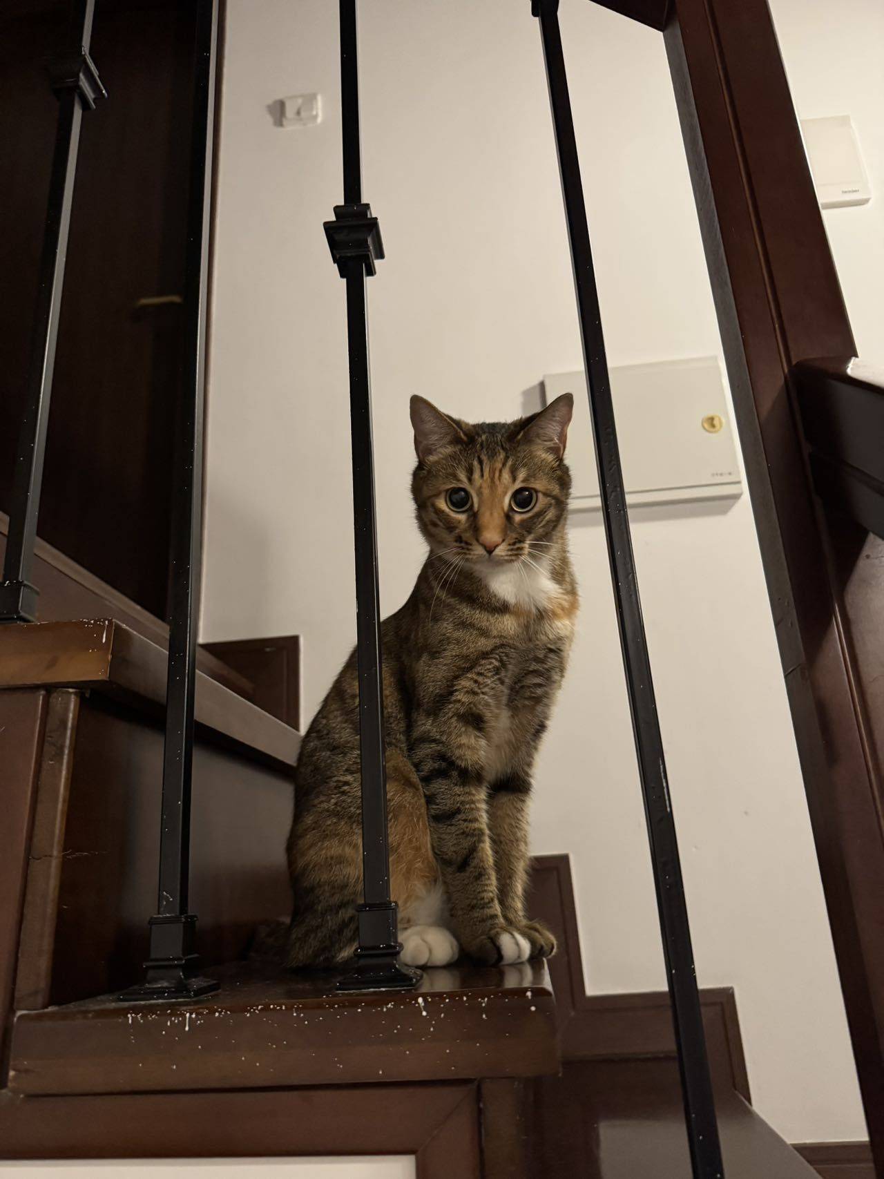 小猫 妹妹 girl kitty _3