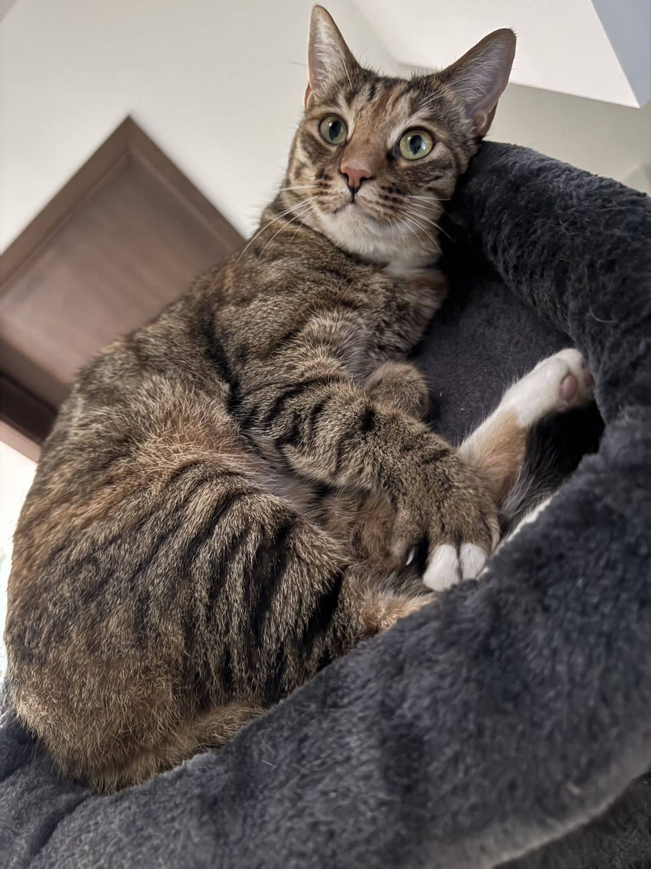 小猫 妹妹 girl kitty _1
