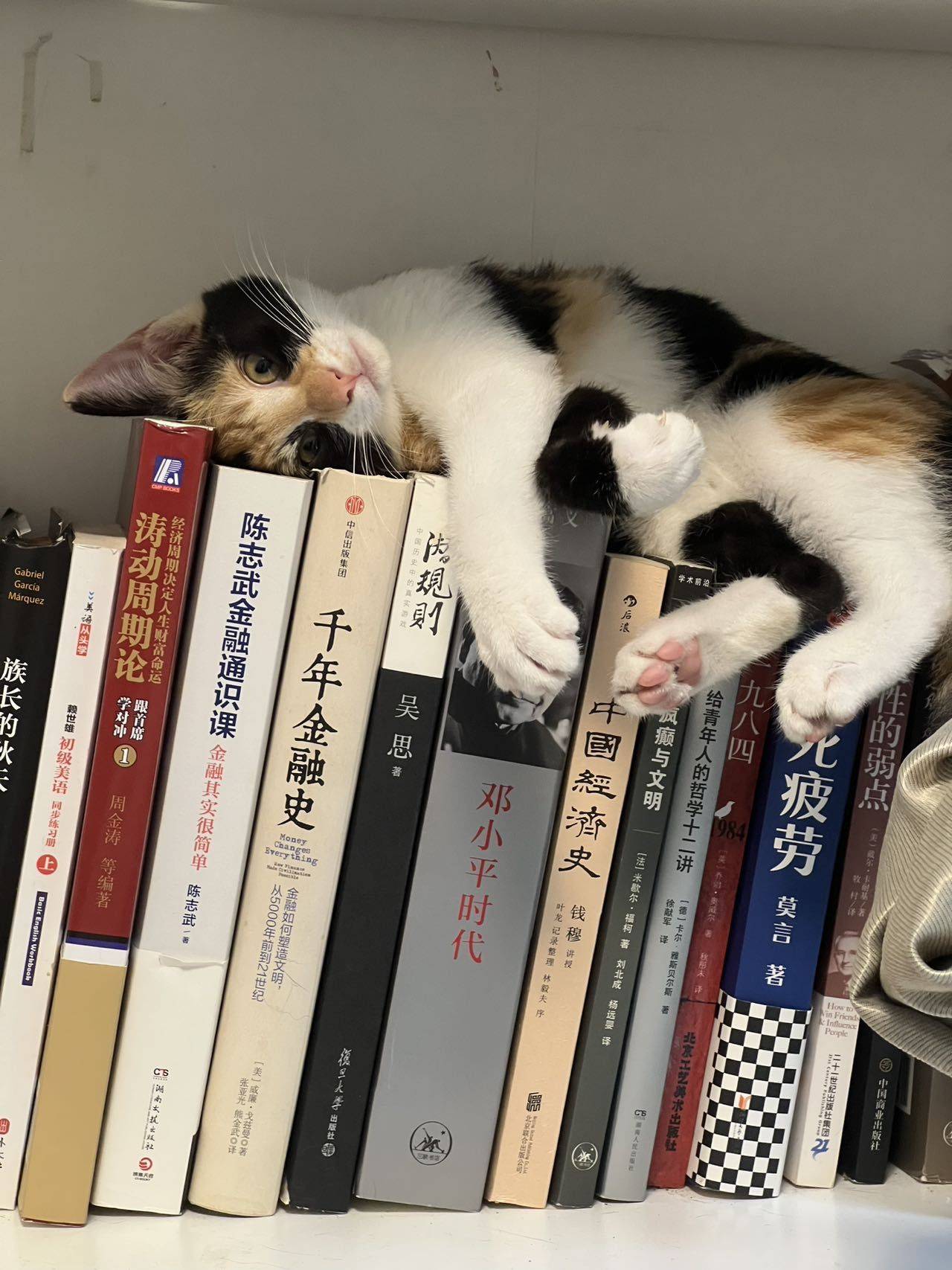 小三花找领养_2