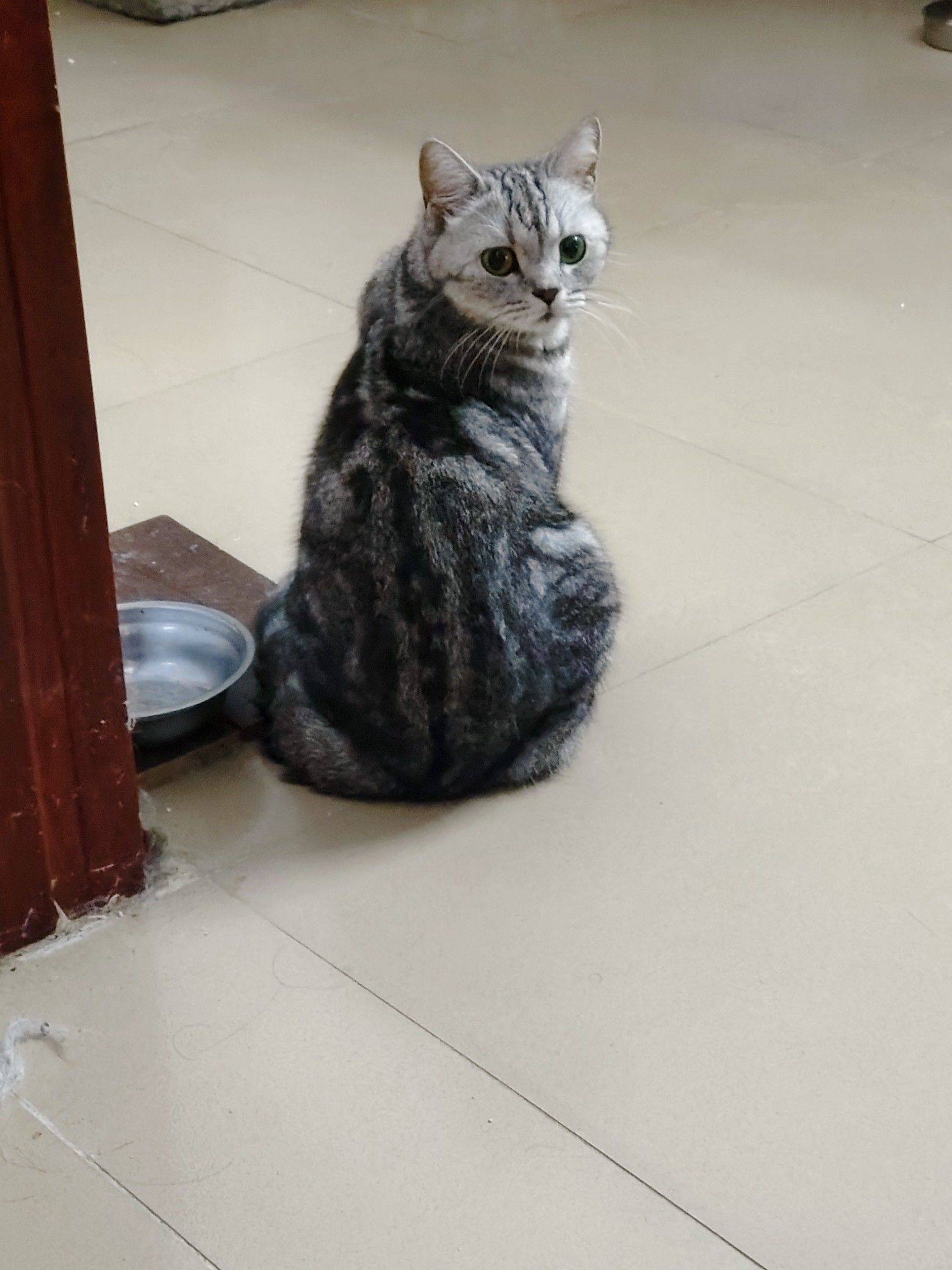 狸花猫领养找主人。不挑食很好喂_2