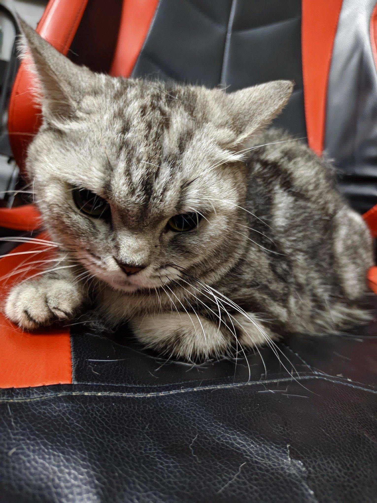 狸花猫领养找主人。不挑食很好喂_1