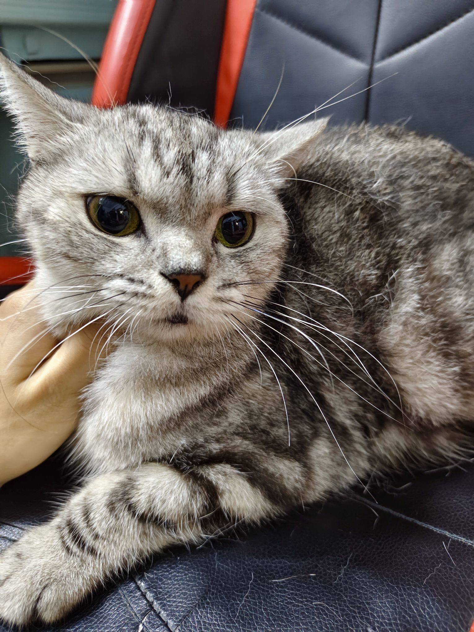 狸花猫领养找主人。不挑食很好喂