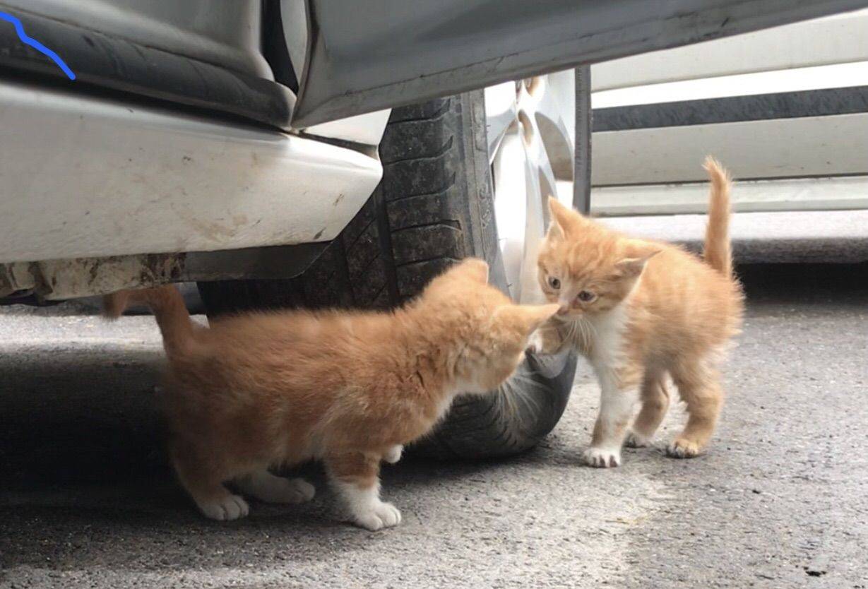 小橘猫找领养，免费、免费、免费！善待小猫